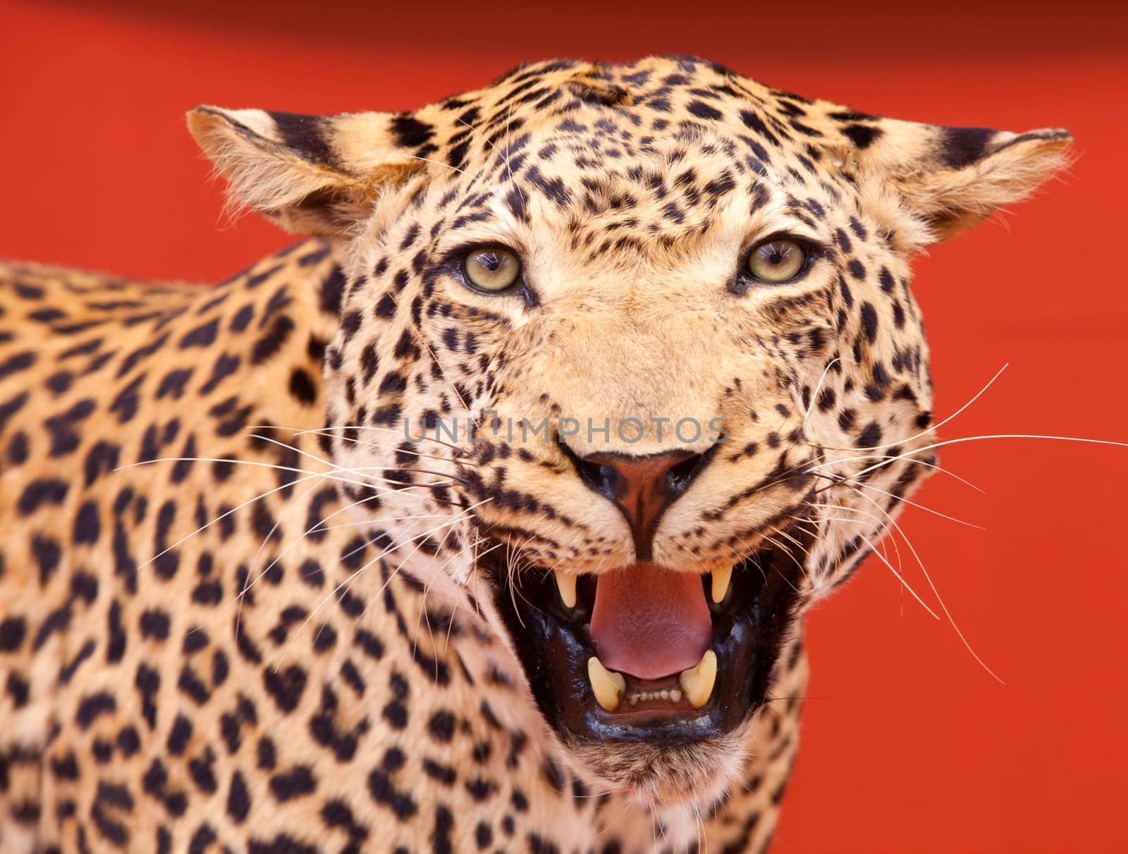 Nice portrait of a leopard stuffed with red background