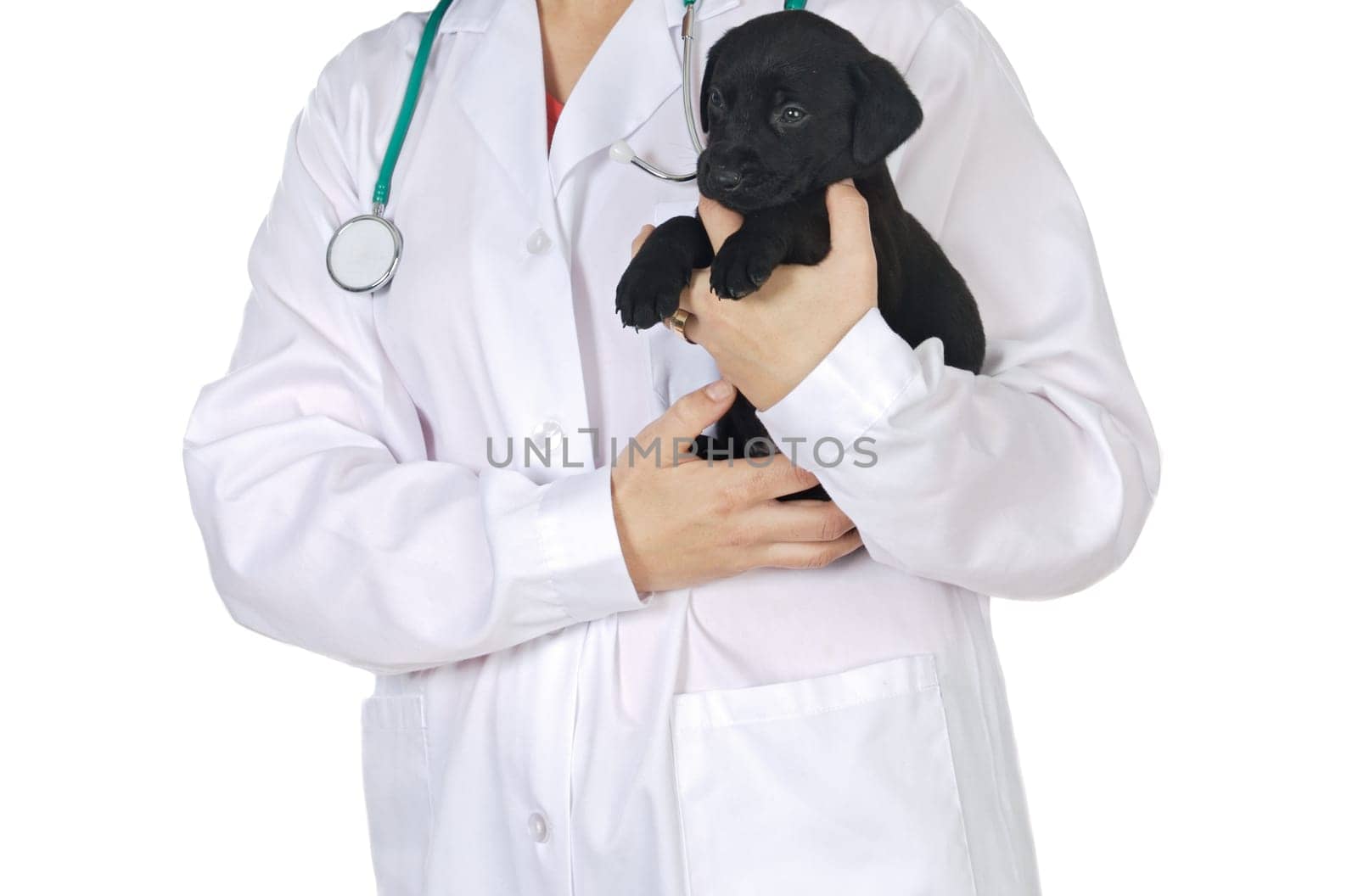 Anonimus lady veterinarian a over white background