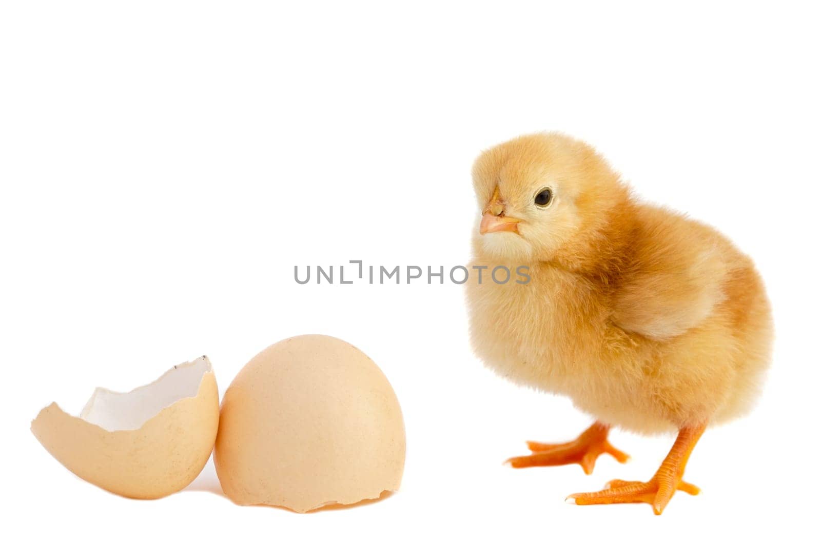 A baby chick over a white background