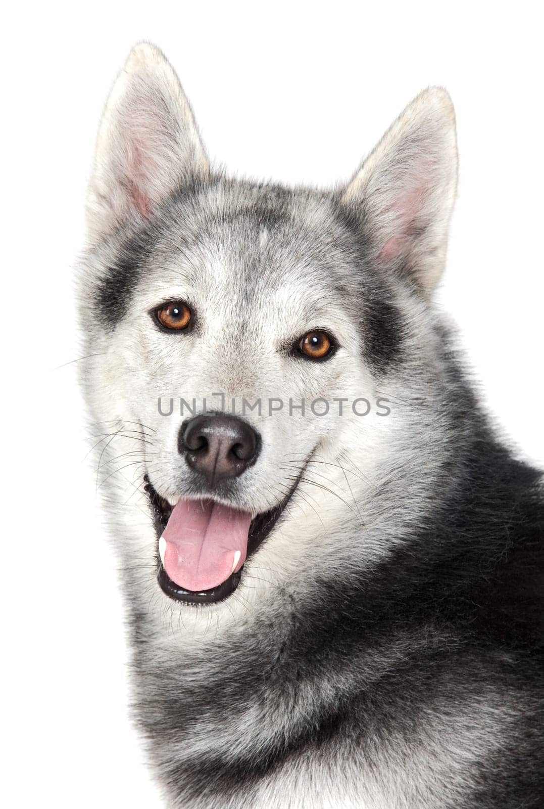 Adorable dog a over white back ground