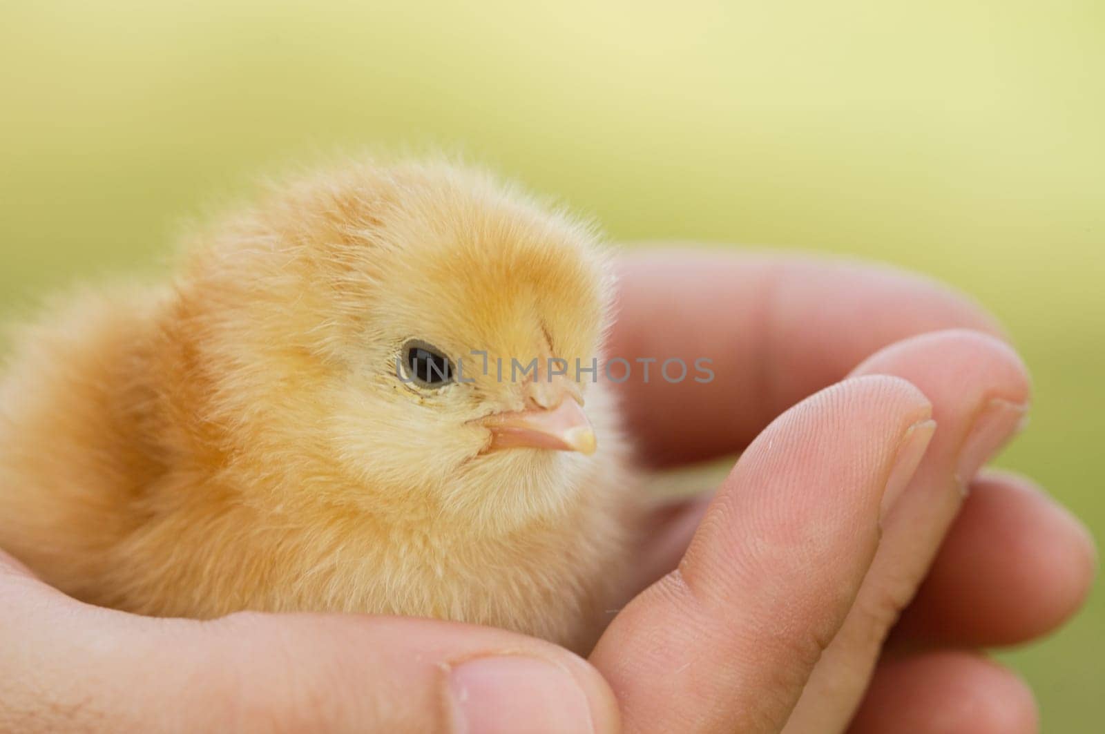 Hands of a person caring for a small chicken