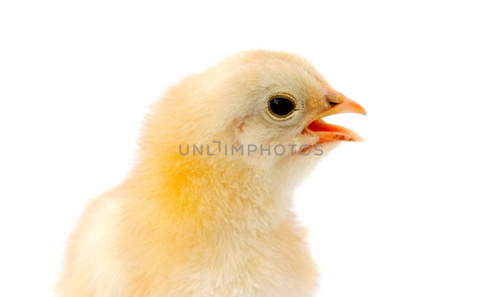 adorable baby chick a over white background