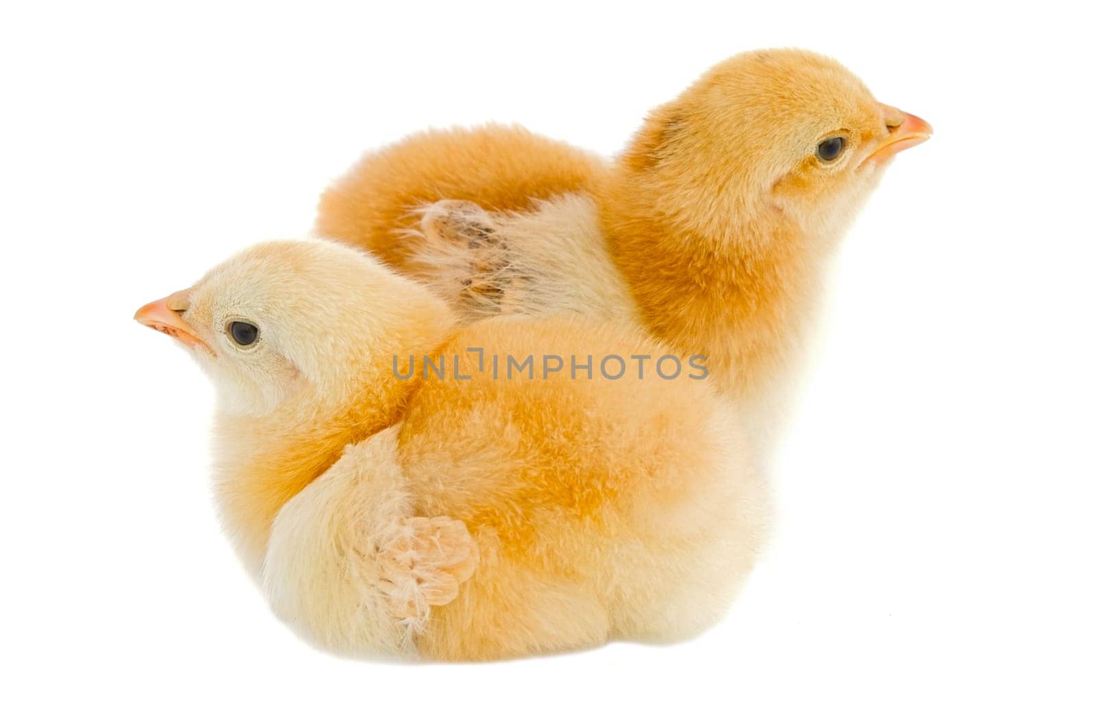 Two chickens a over white background