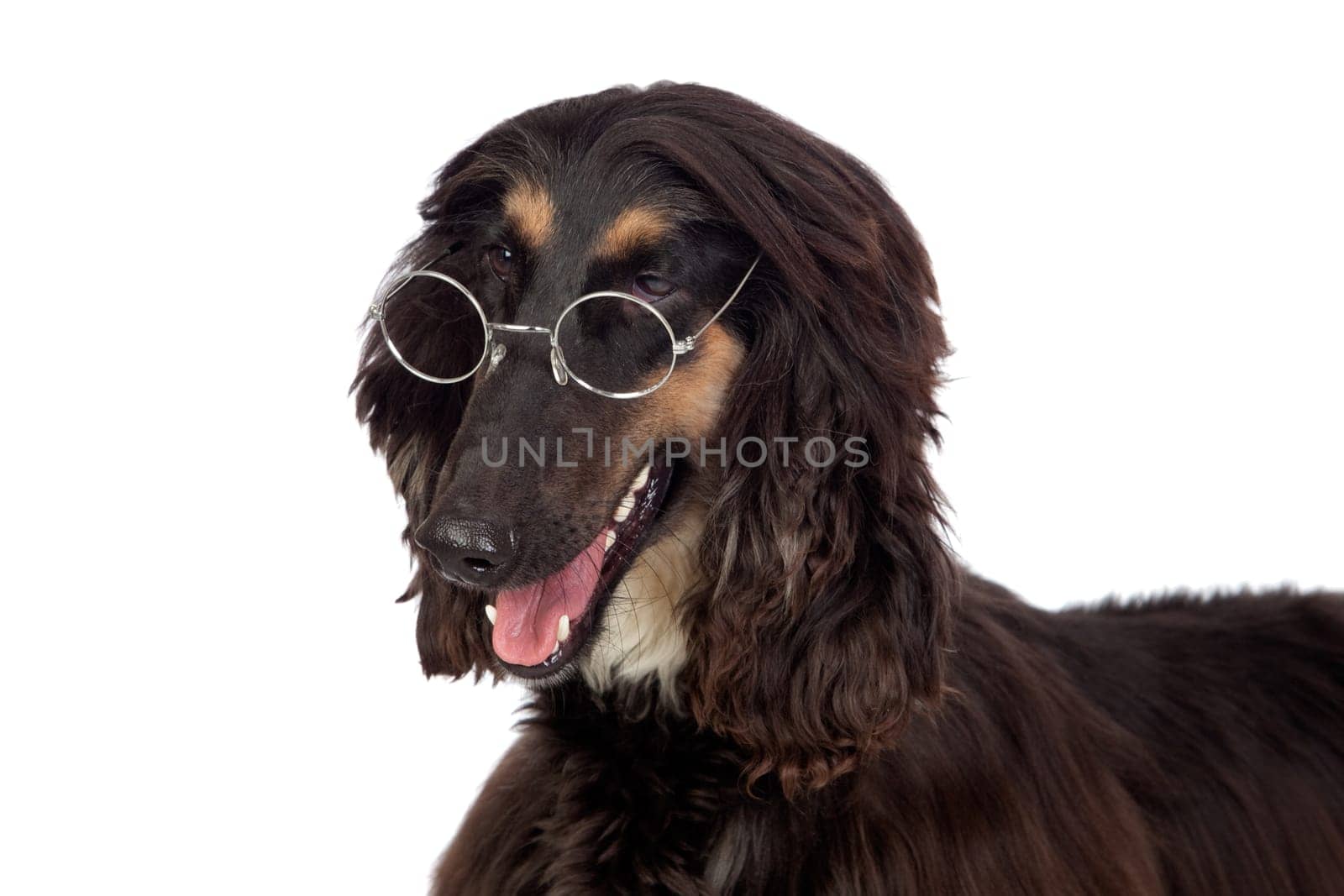 Arabian hound dog with glasses isolated on white background