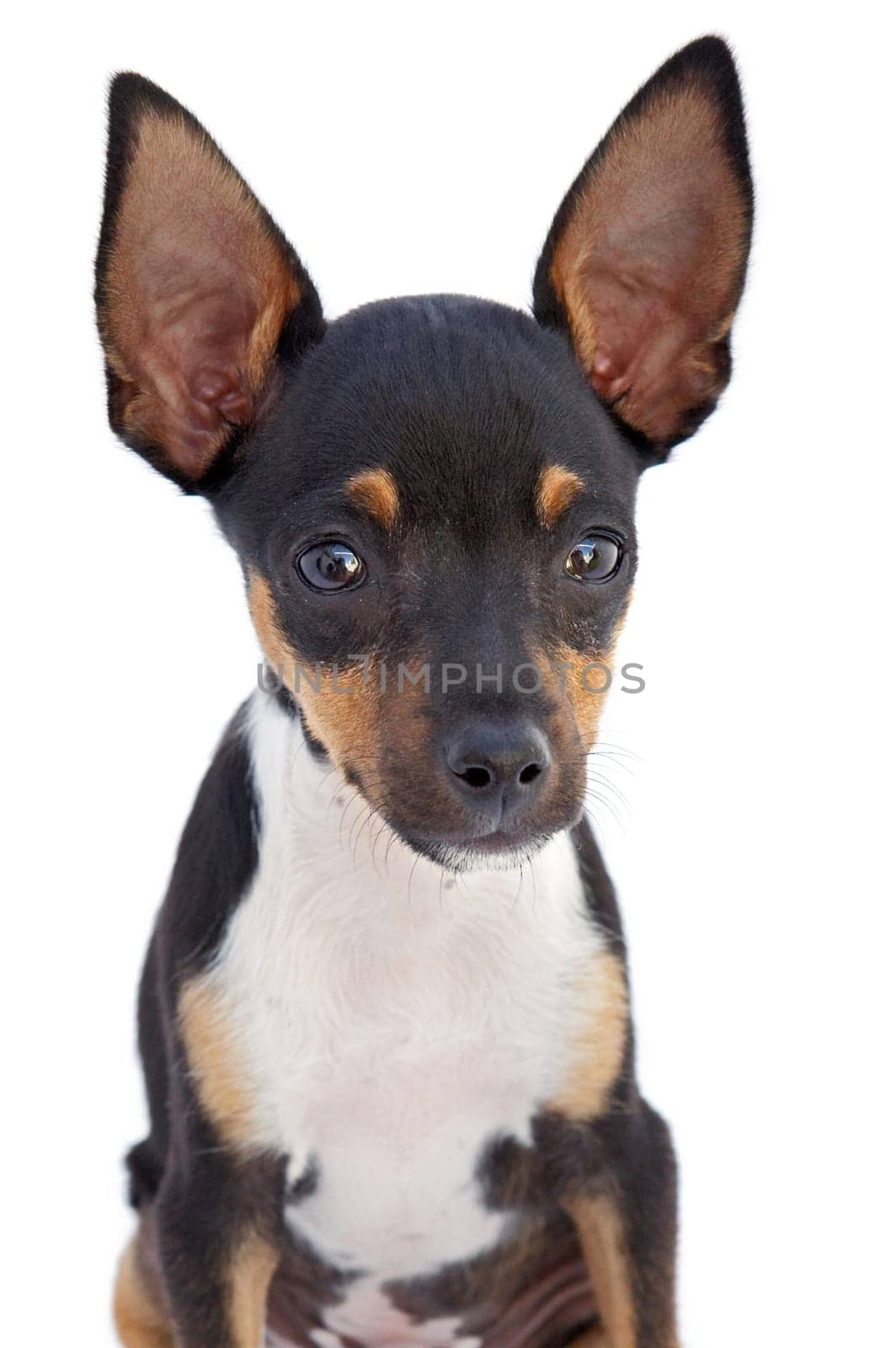 A small dog a over white background