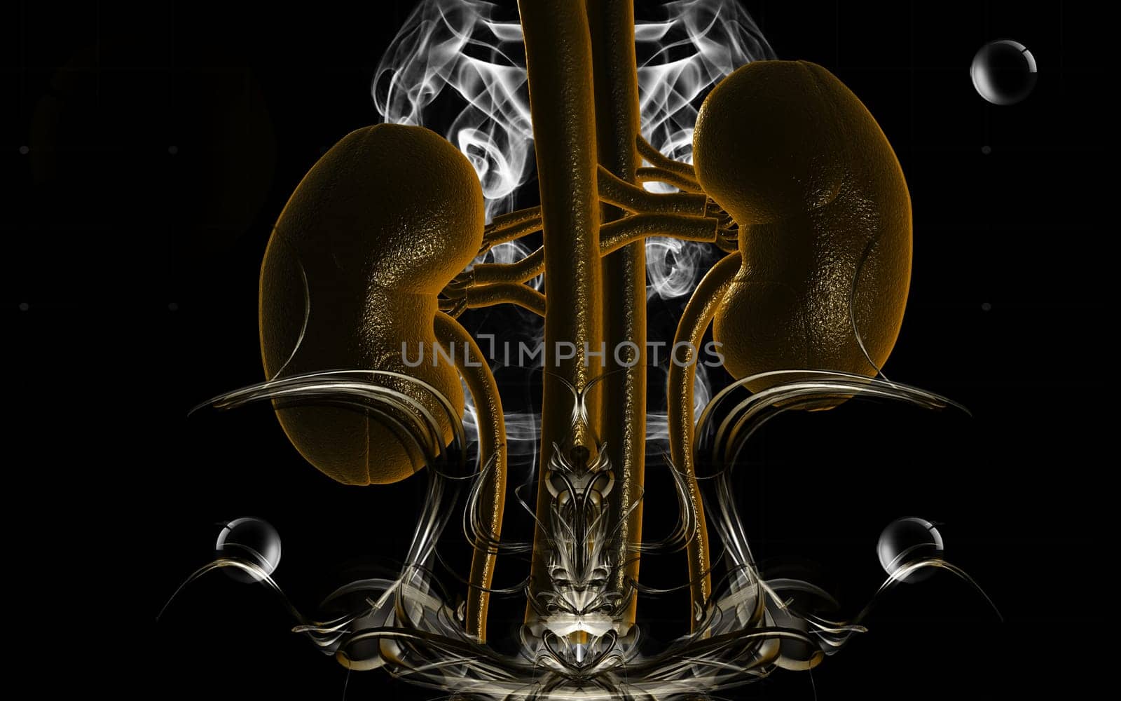 Digital illustration of kidney in colour background