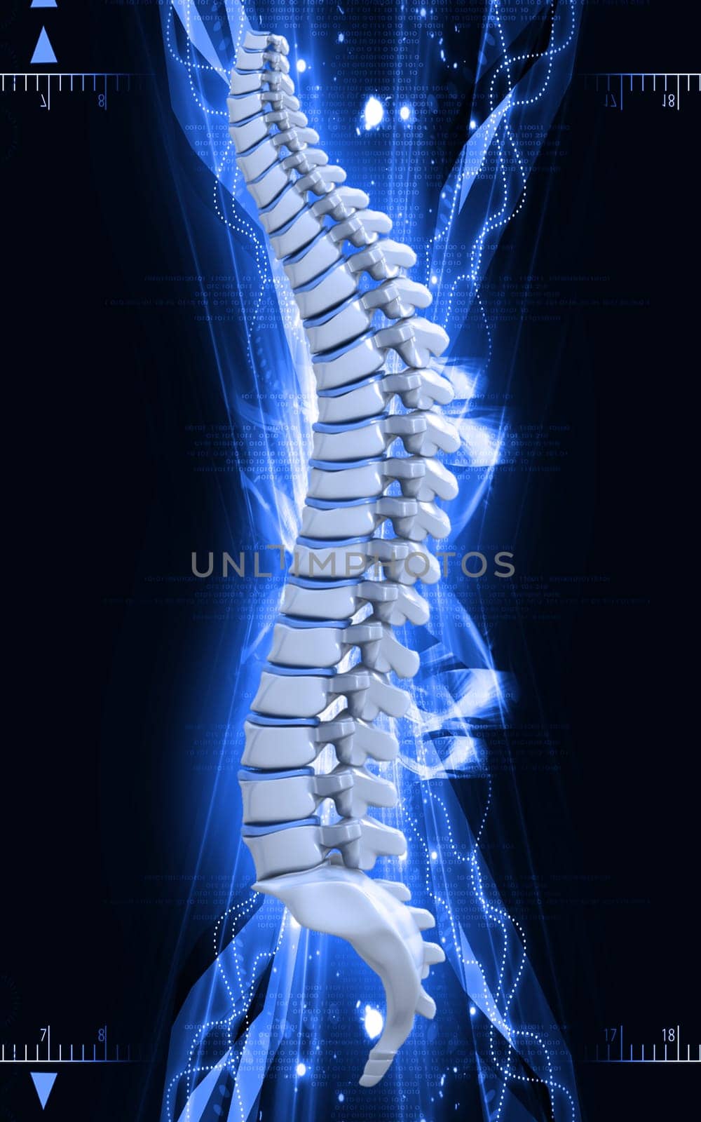 Digital illustration of back bone in colour background