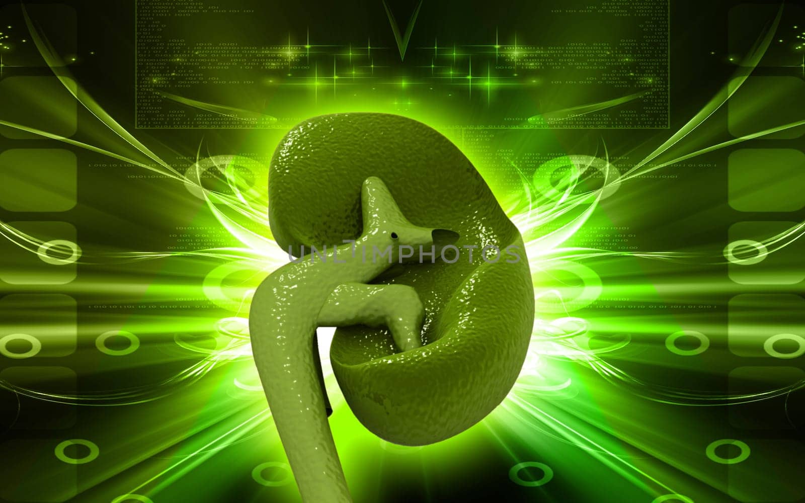 Digital illustration of kidney in colour background