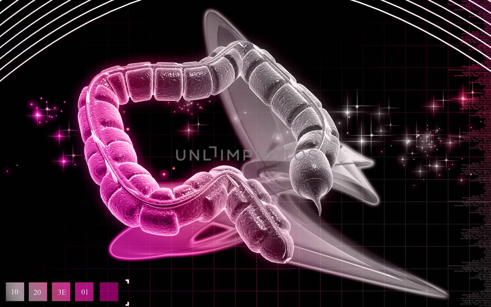 Digital illustration of large intestine in colour background