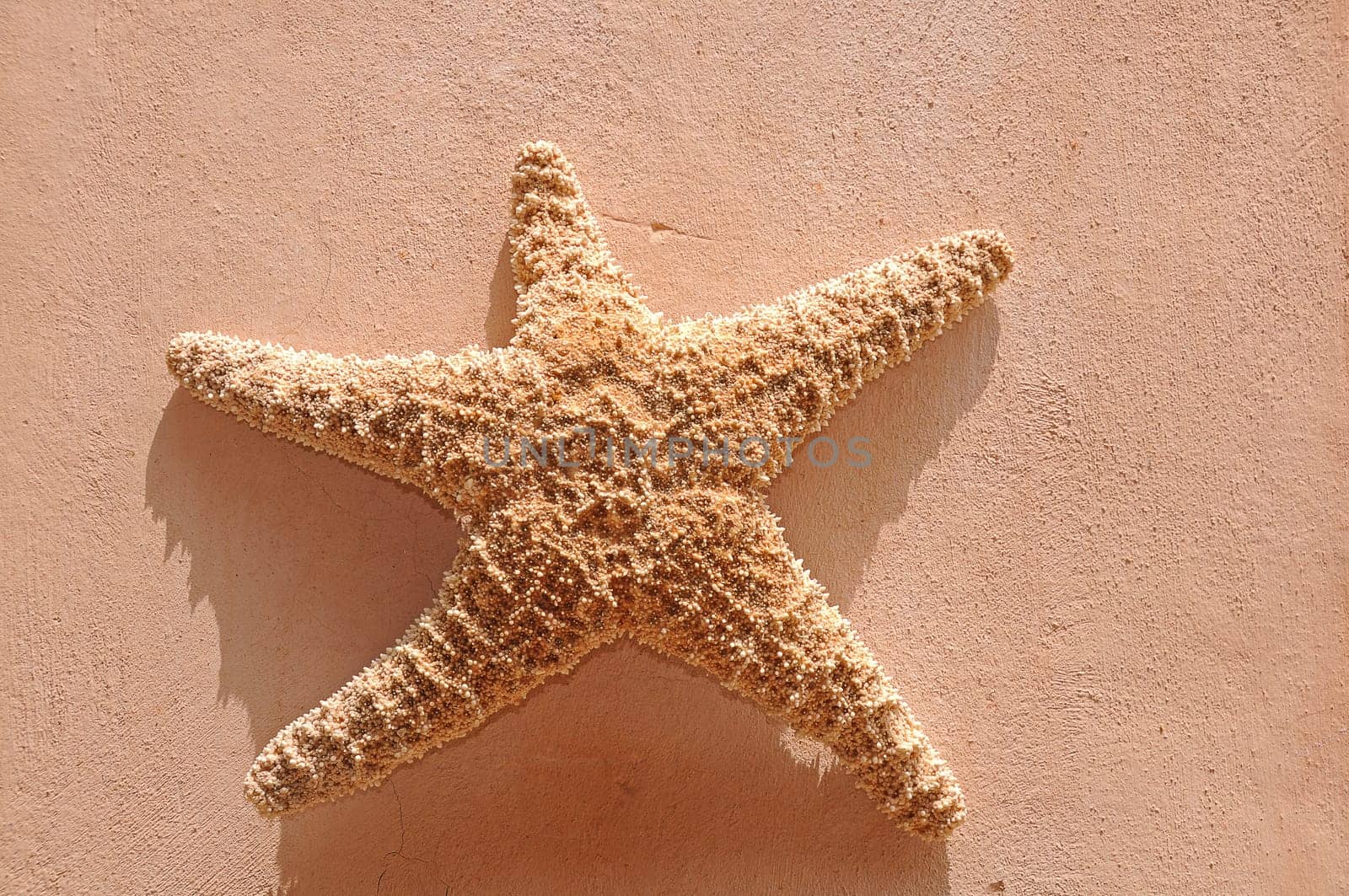 Starfish