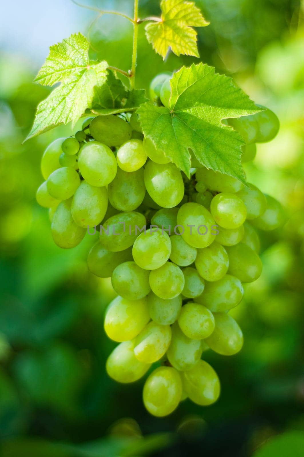 Green grapes close-up from a vineyard