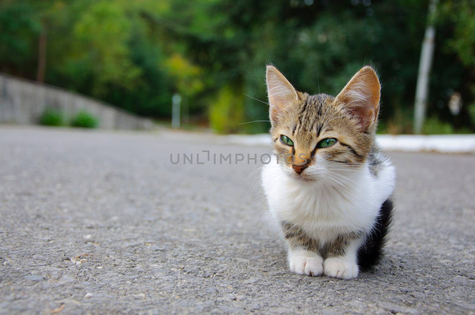 Stray kitten sitting on the ground, it looks sad