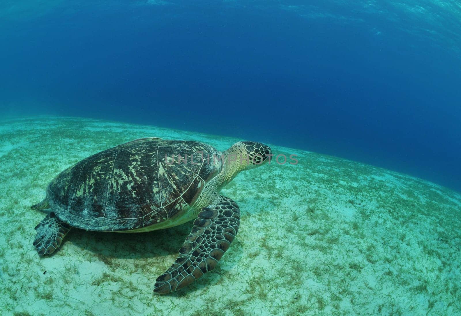 Green sea turtle in the Philippine Sea