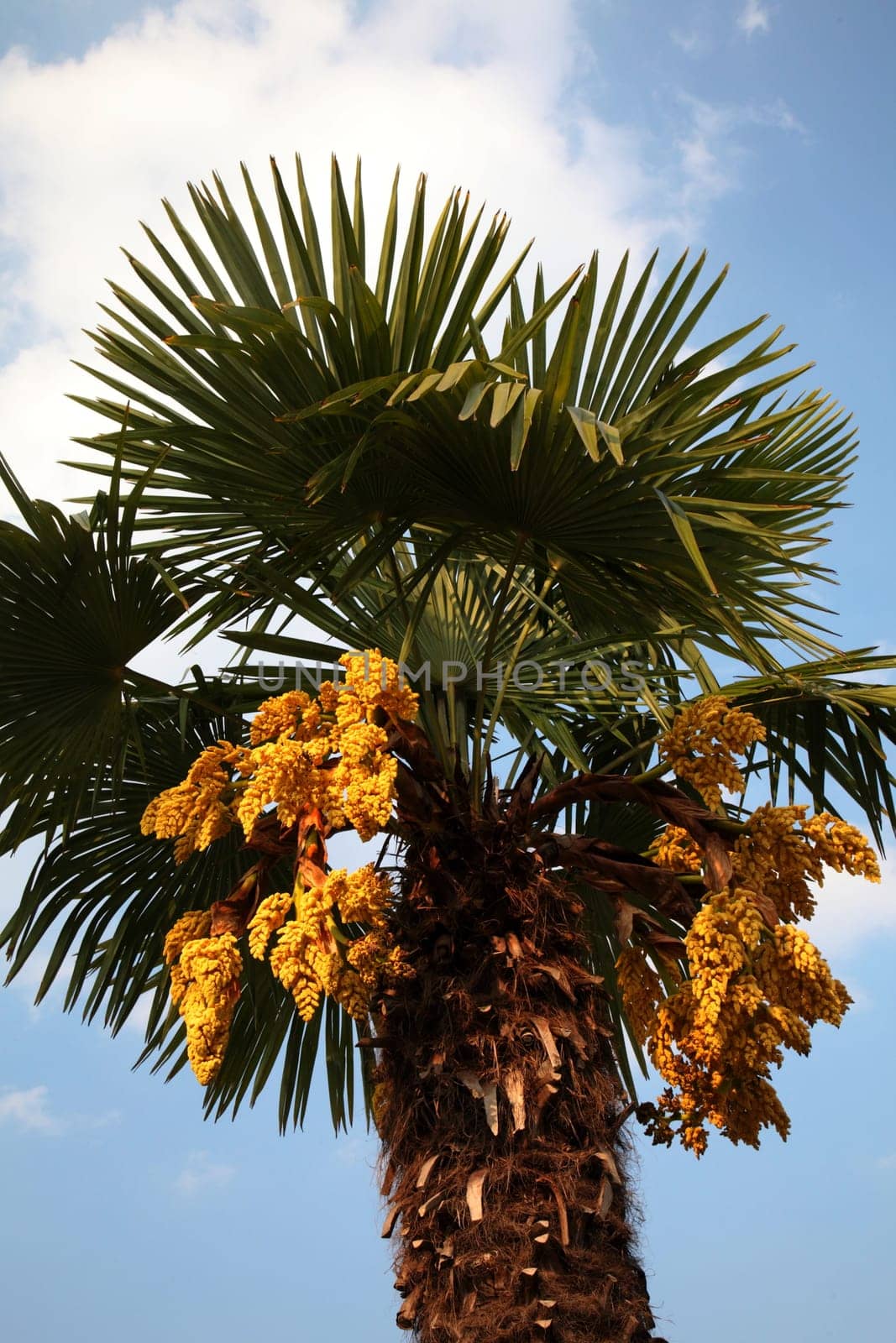 Palm tree