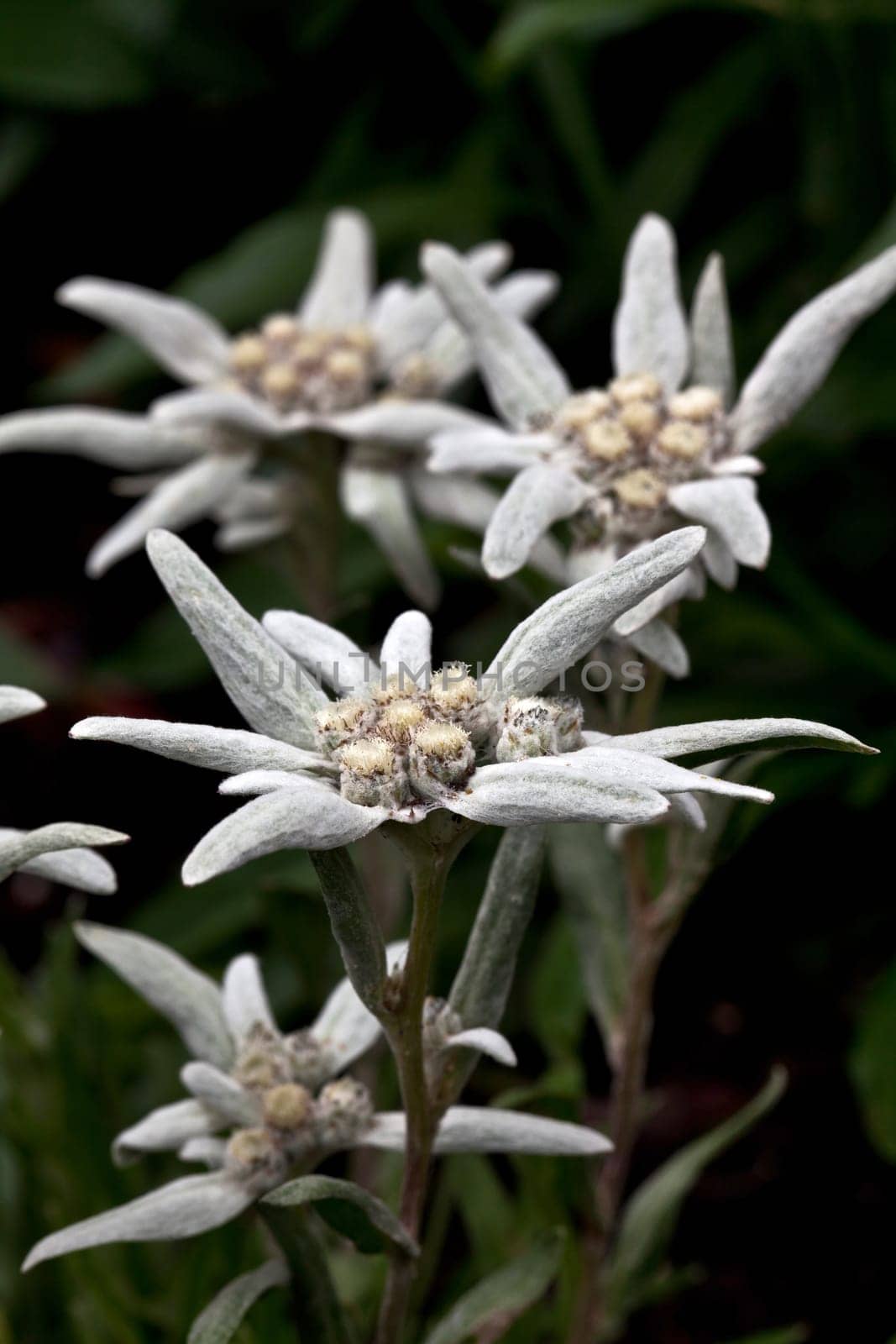 Edelweiss