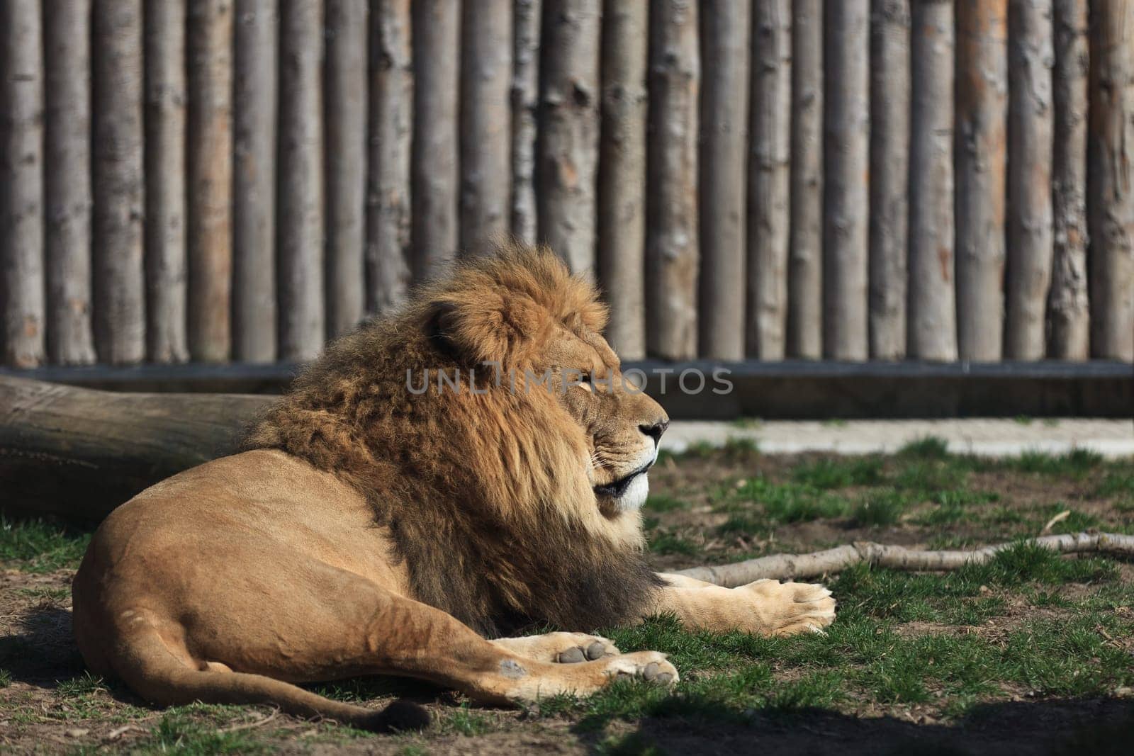 an old lion resting at the zoo