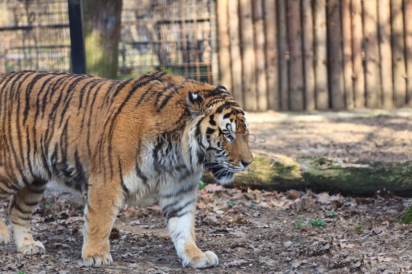a big tiger walking in the zoo
