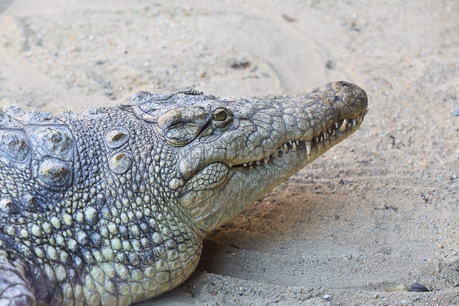 close up view of the head of crocodile