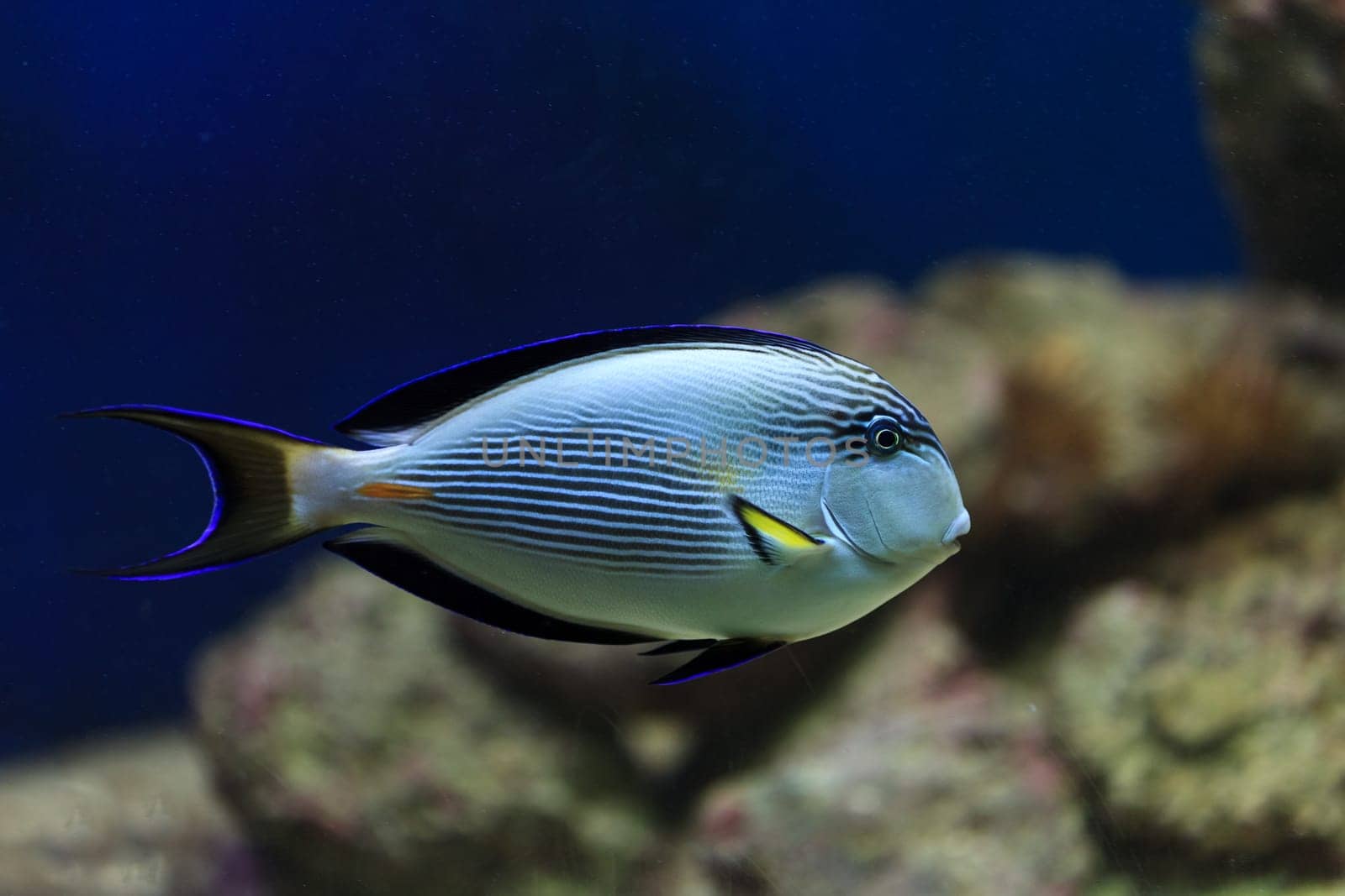 hippo blue tang in coral reef aquarium