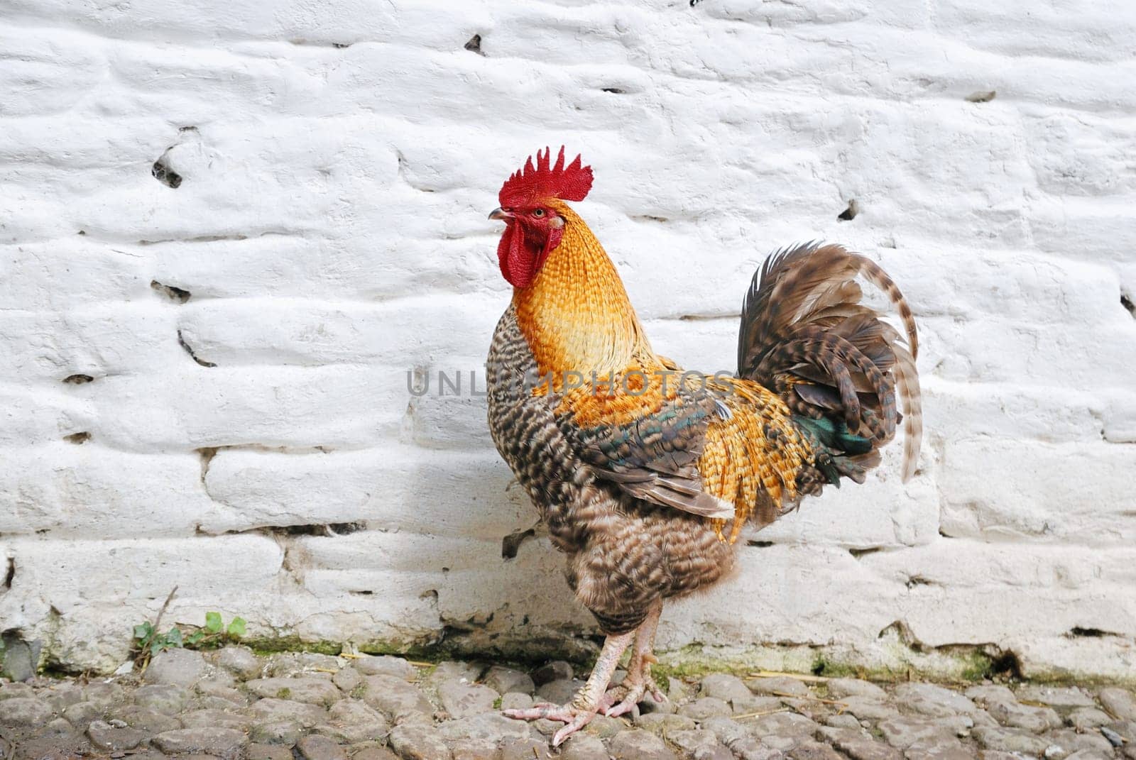 Cock (rooster) standing at white brick wall