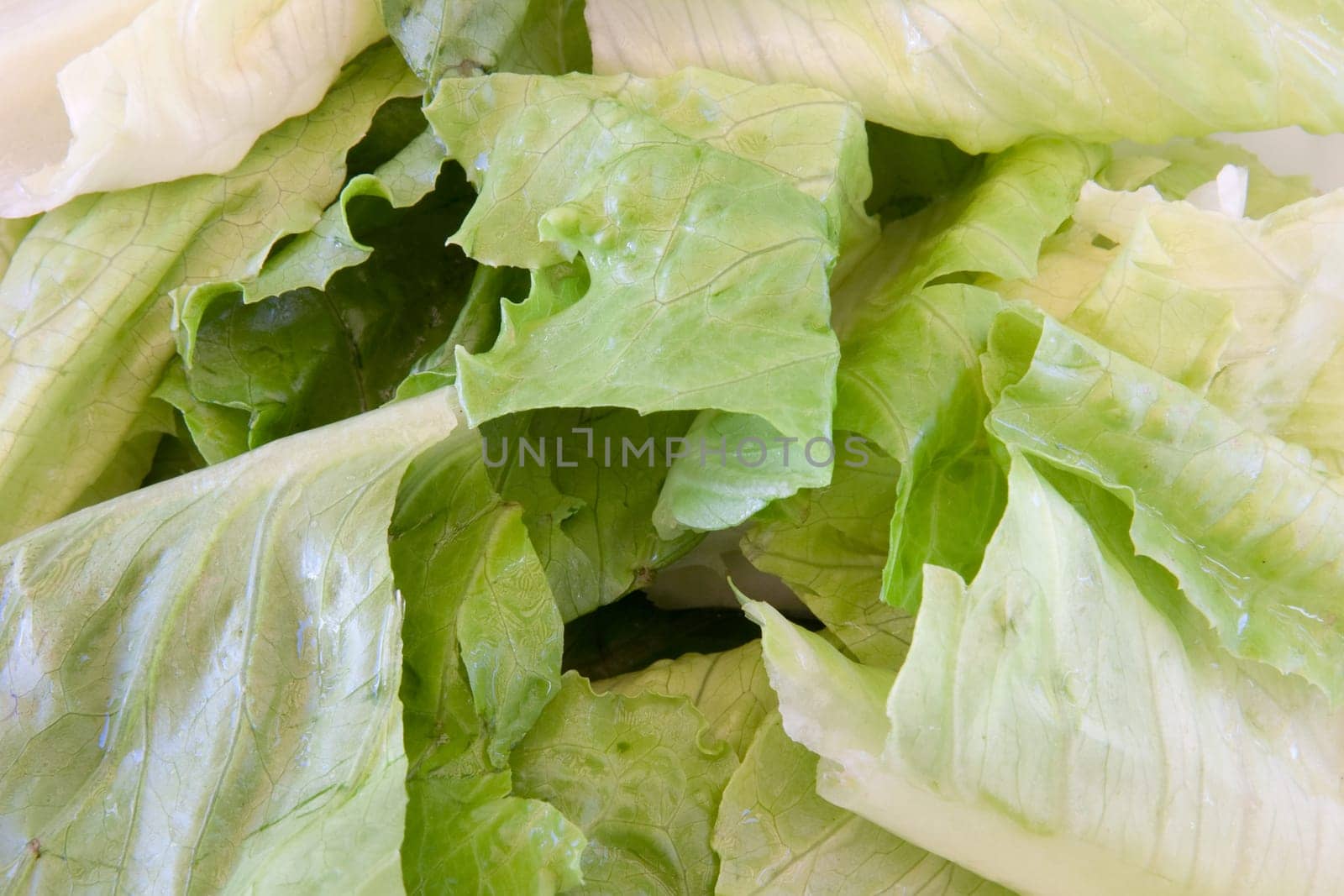 Macro of green leaf lettuce and fresh cut