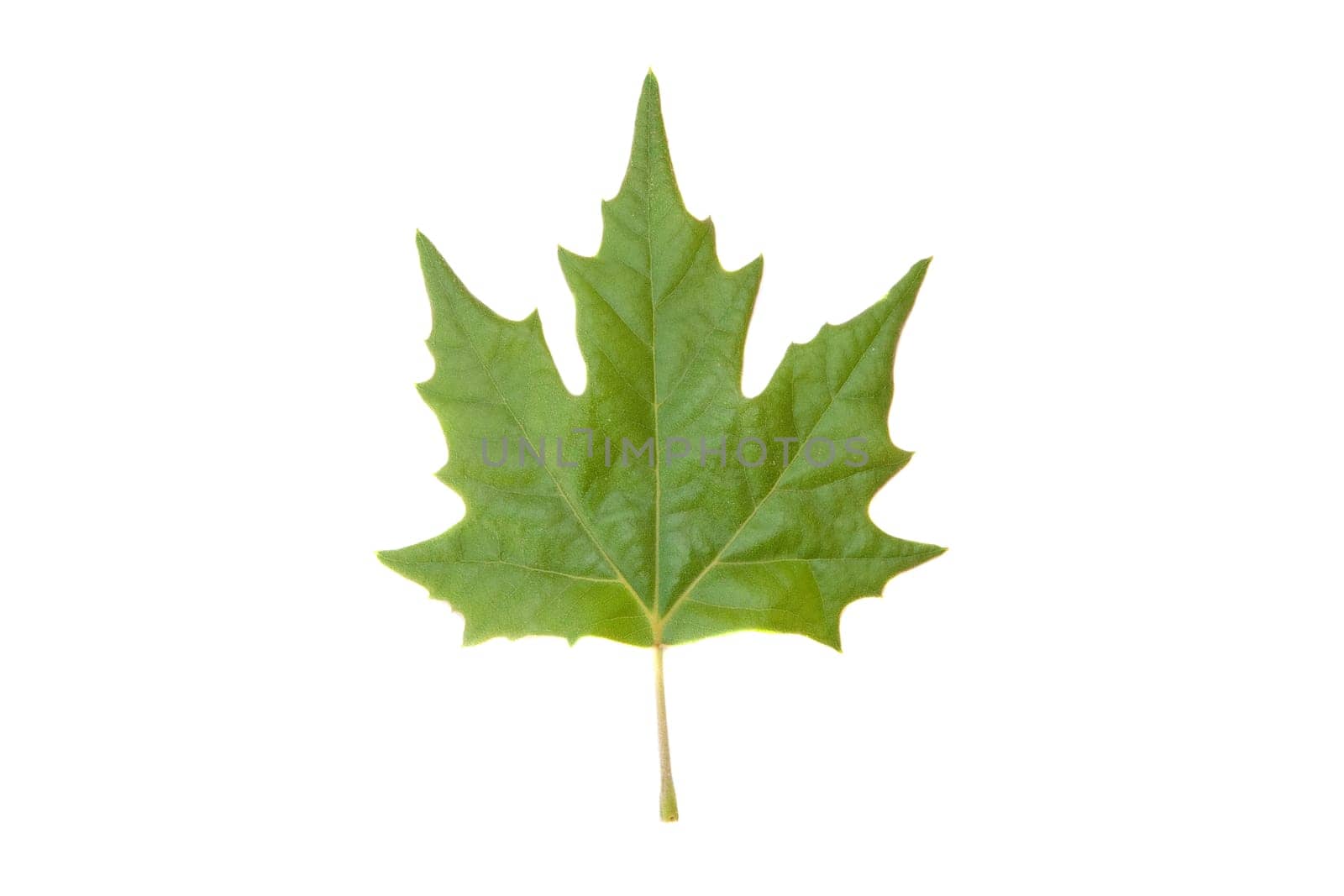 Green leaf isolated on a white background