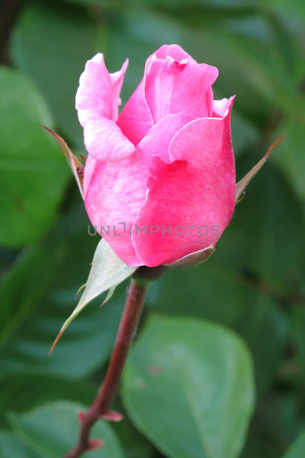Beautiful pink rose in the garden surrounded by green leaves