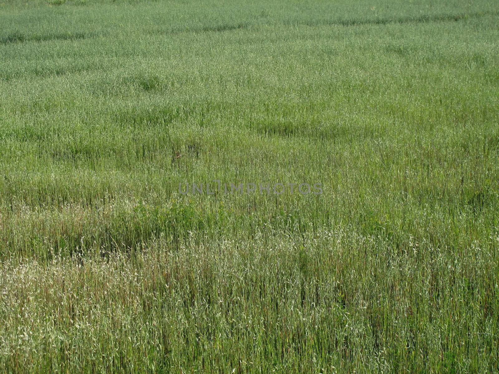 Texture of the green grass in the natural turf