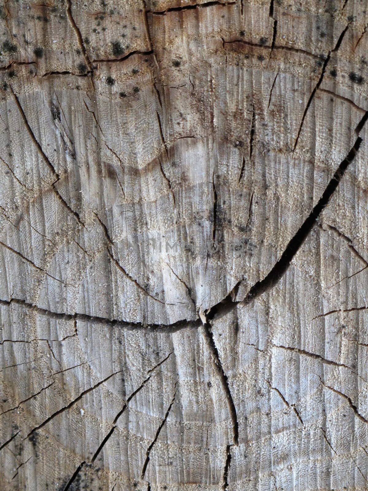 Wood texture - detail of the trunk of a tree -