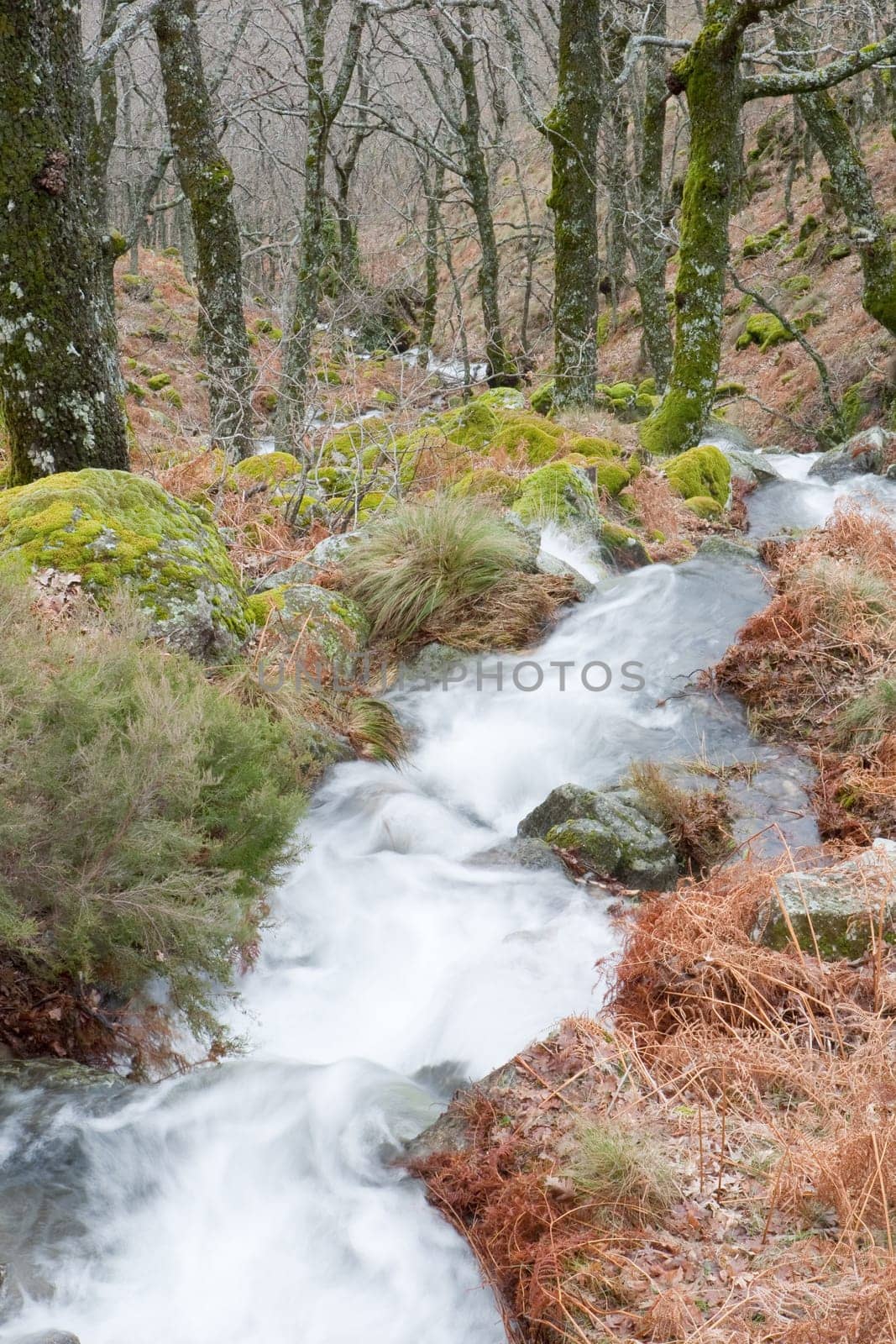 Beautiful landscape with water torrent in middle of the forest