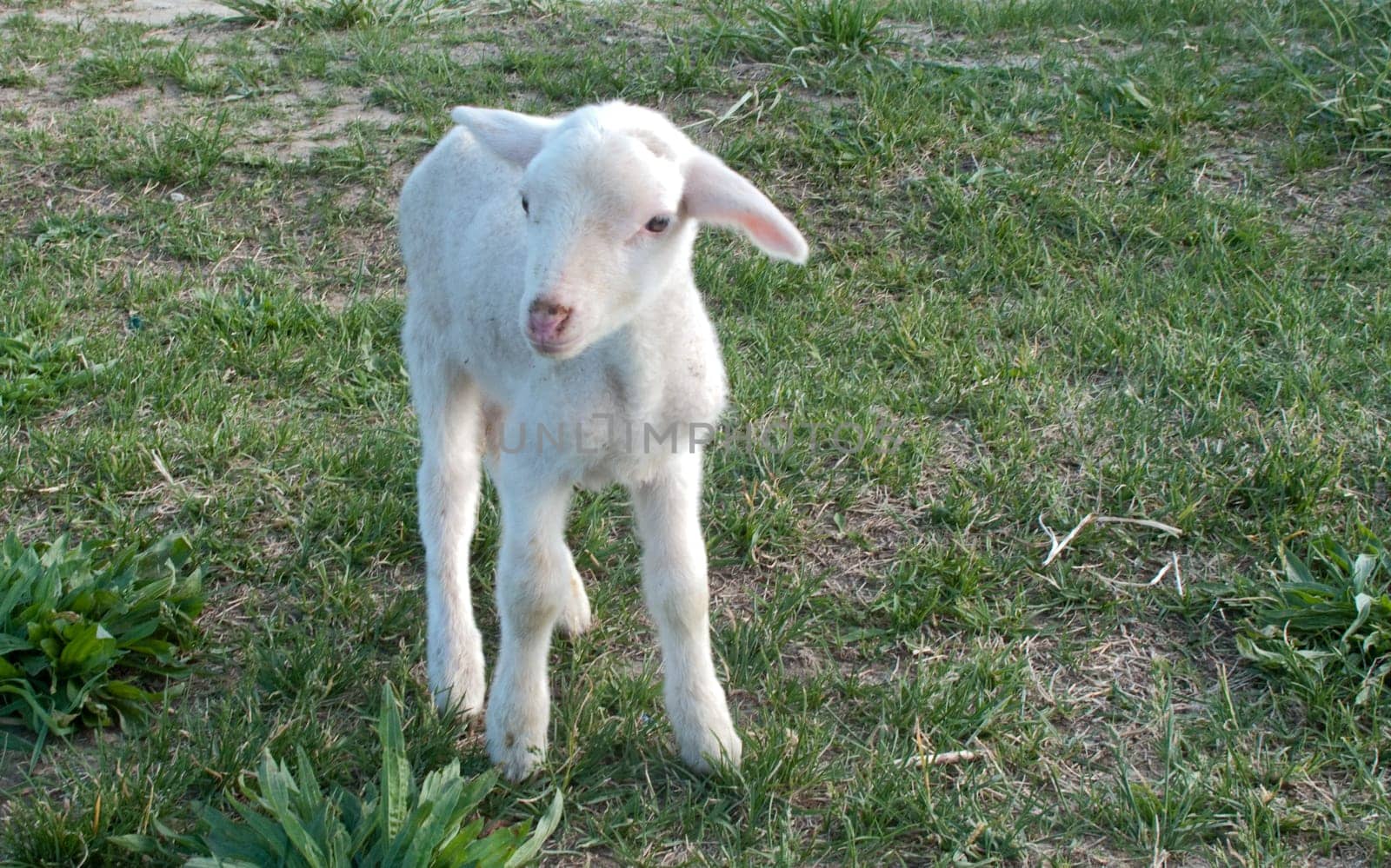 ewe baby in the field in freedom