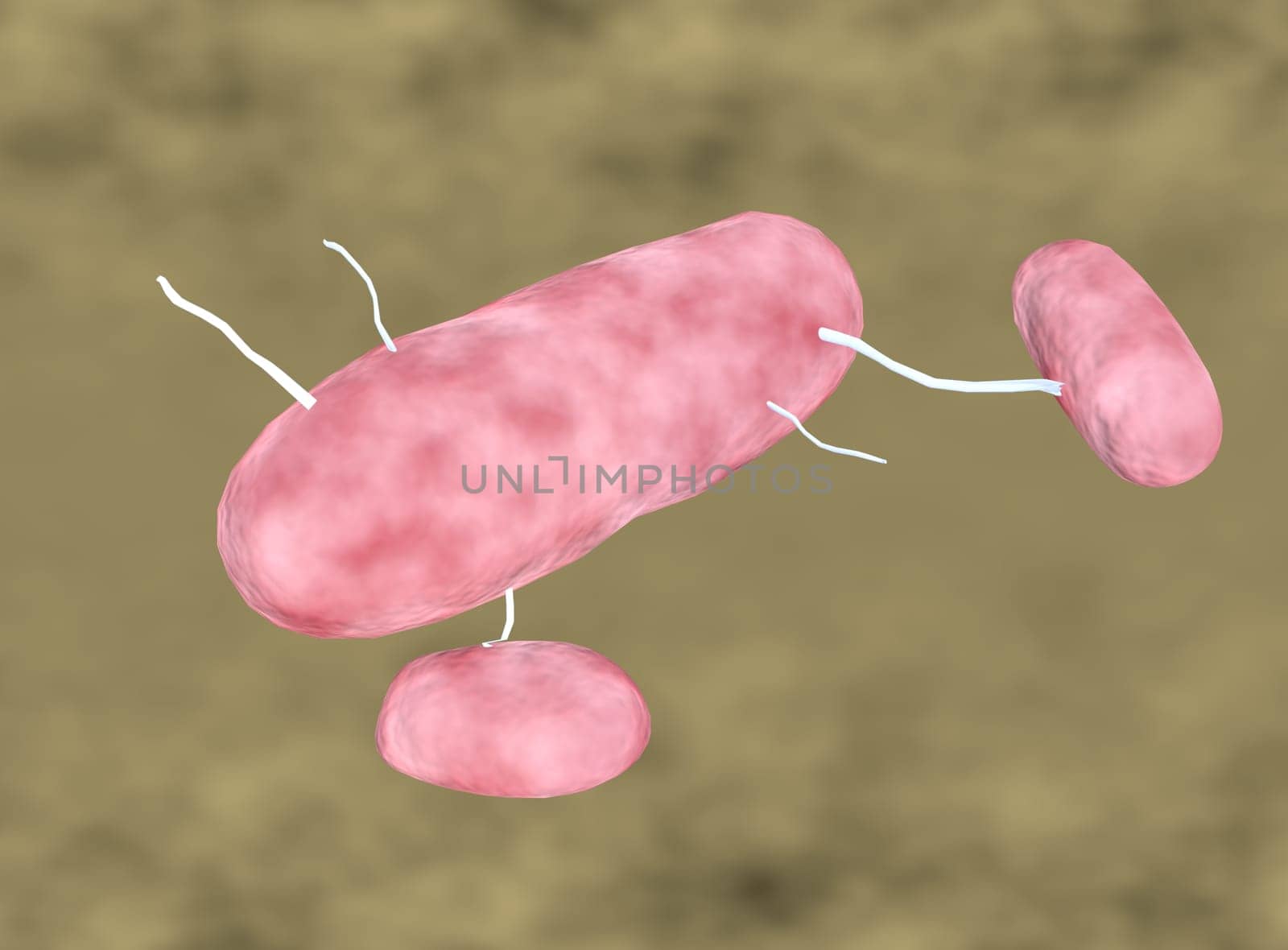 bacteria