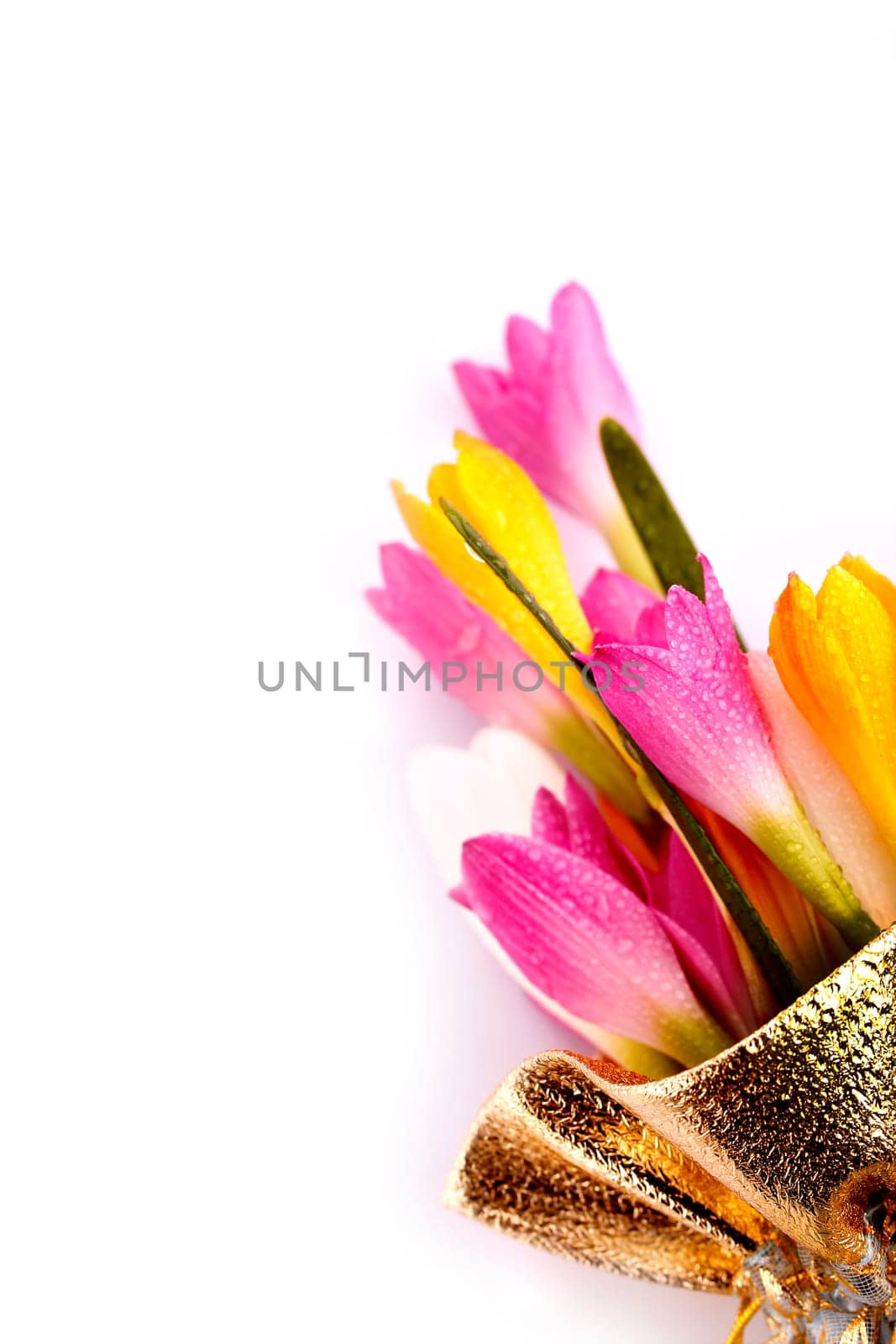 Multi colored crocus flowers in a gift bag