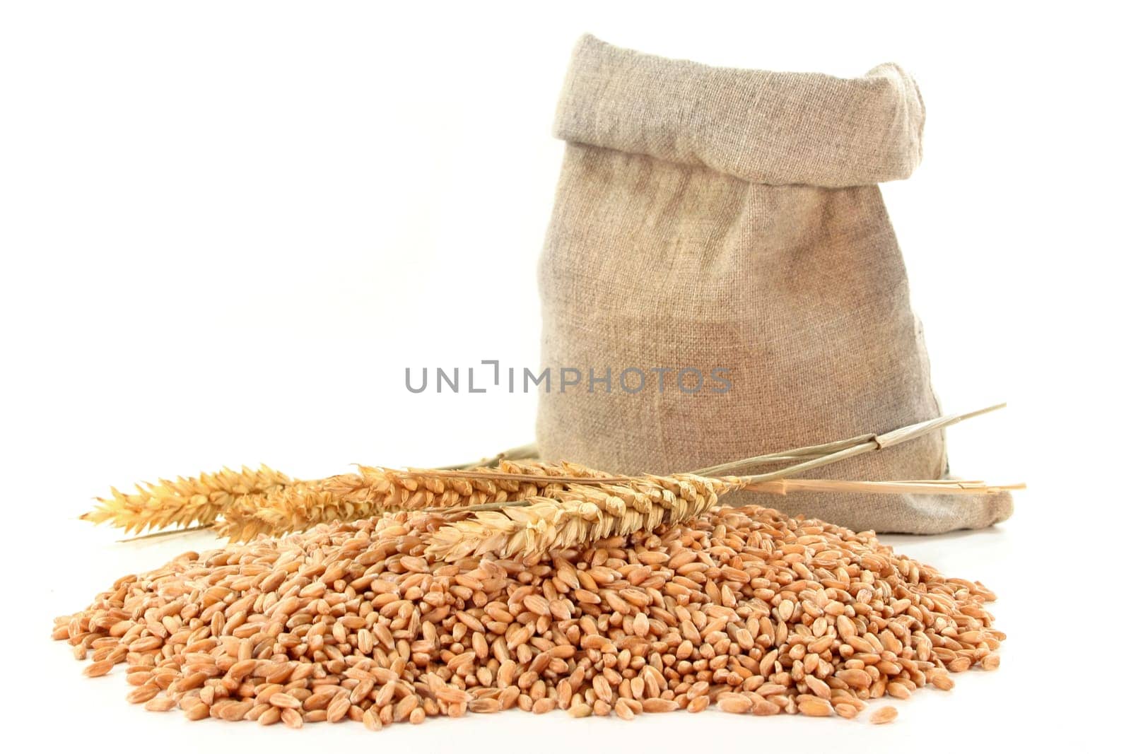 a sack of grain and ears of corn against a white background