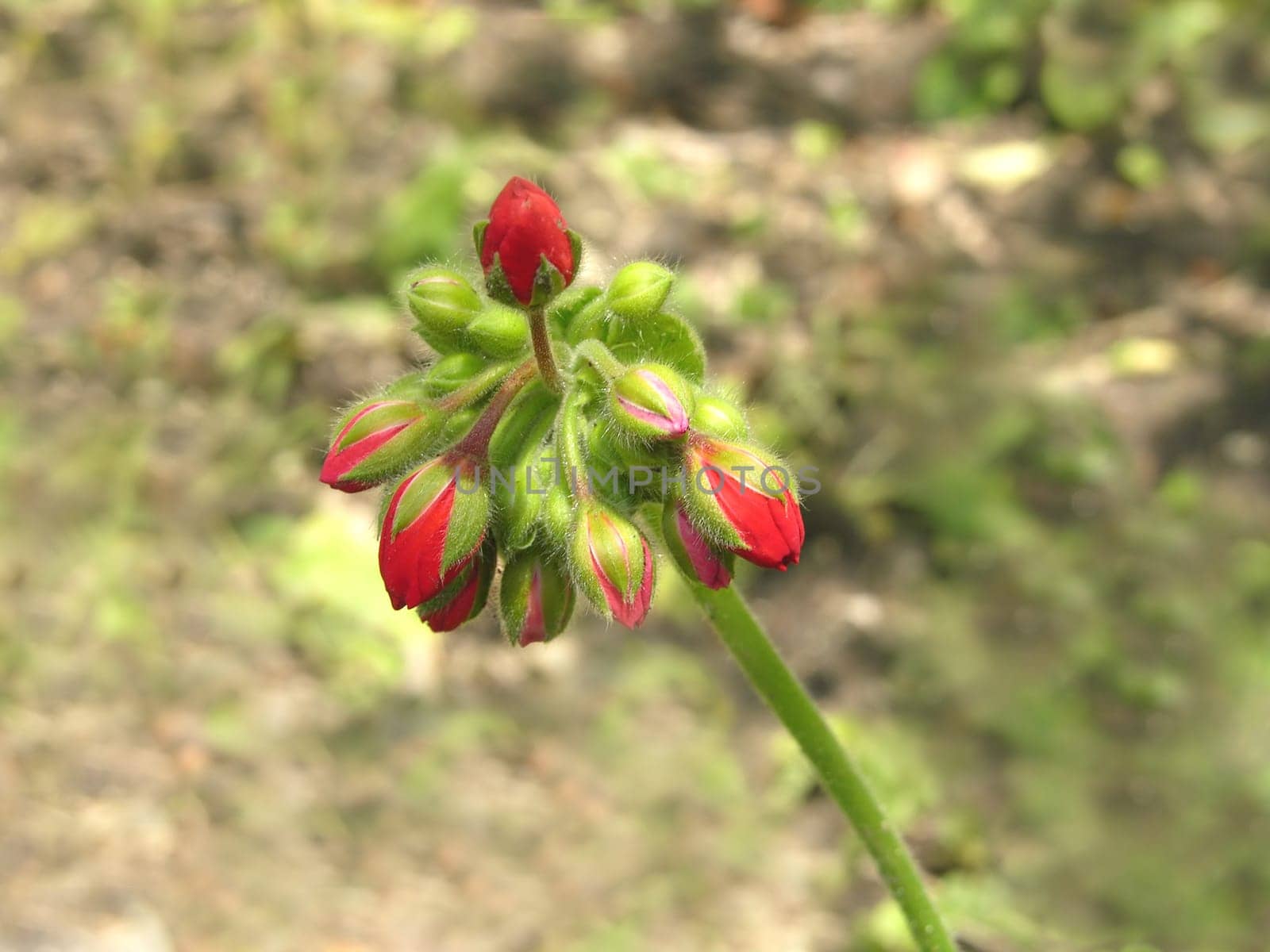 Flower buds of a red geranium