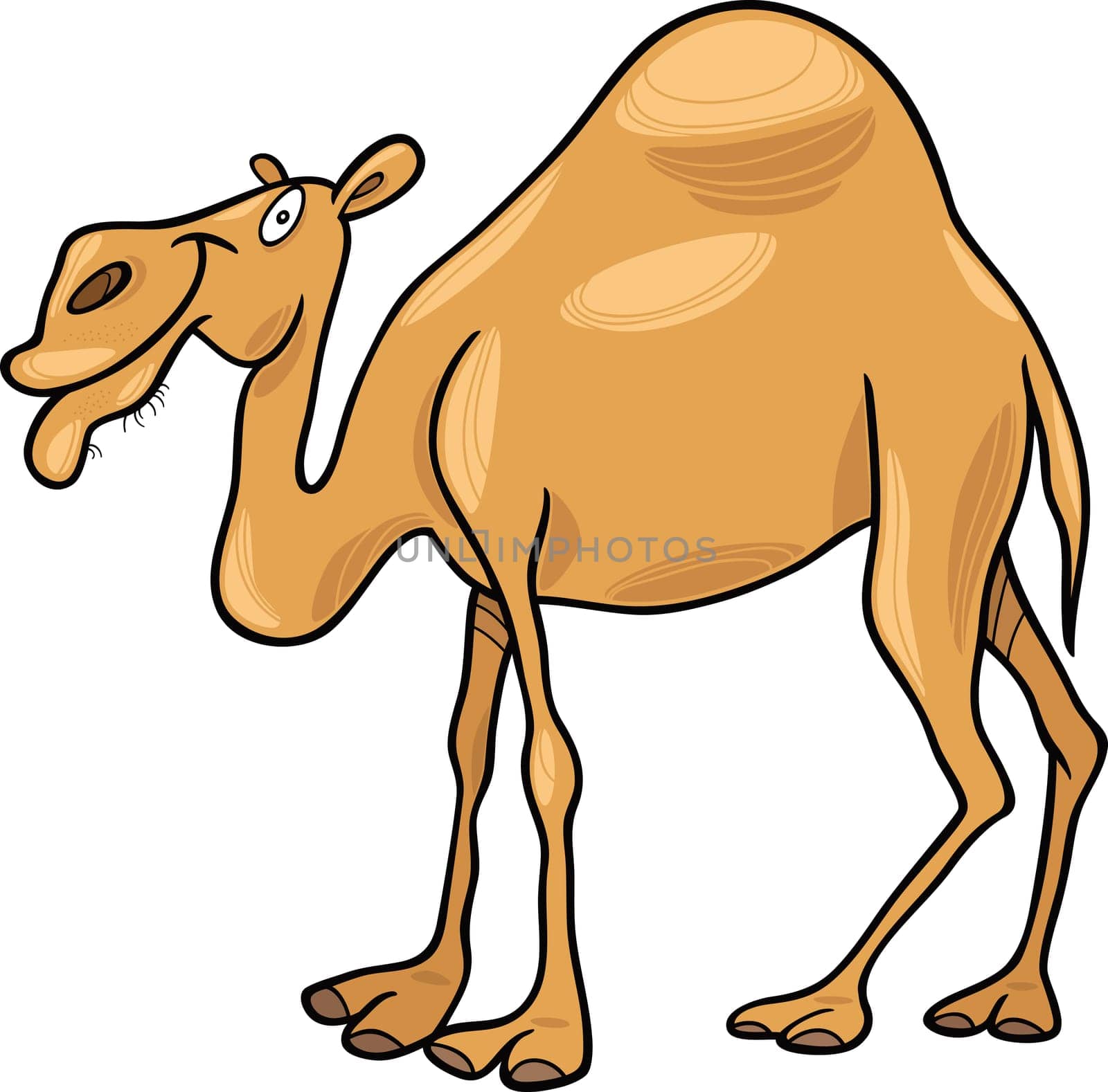 cartoon illustration of dromedary camel