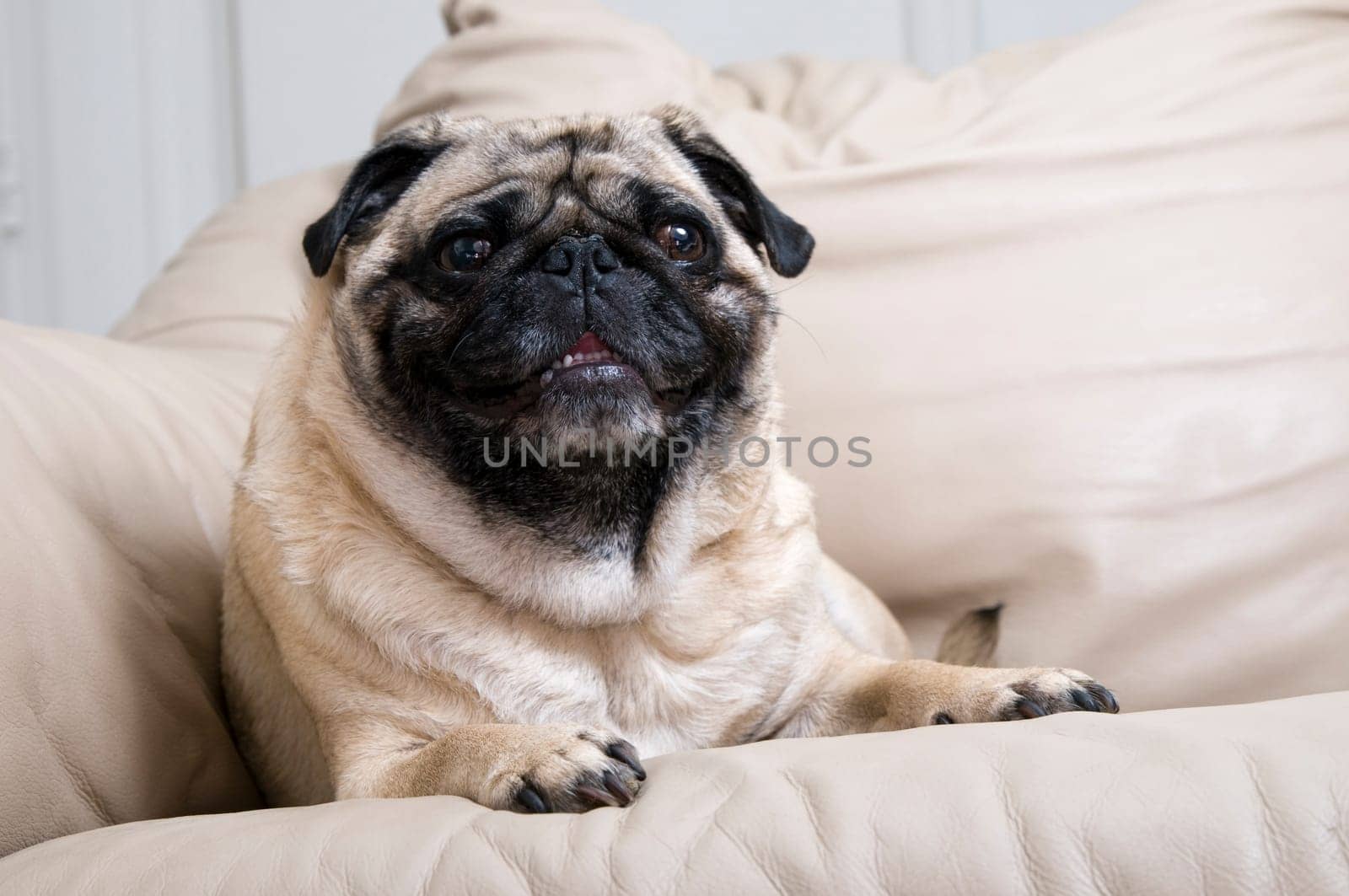 Pug Laying on Couch