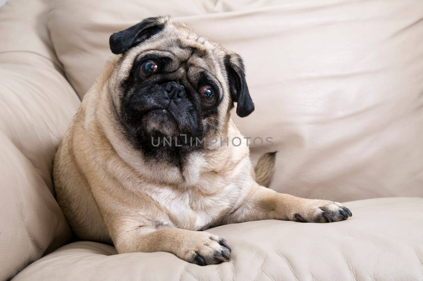 Pug Laying on Couch