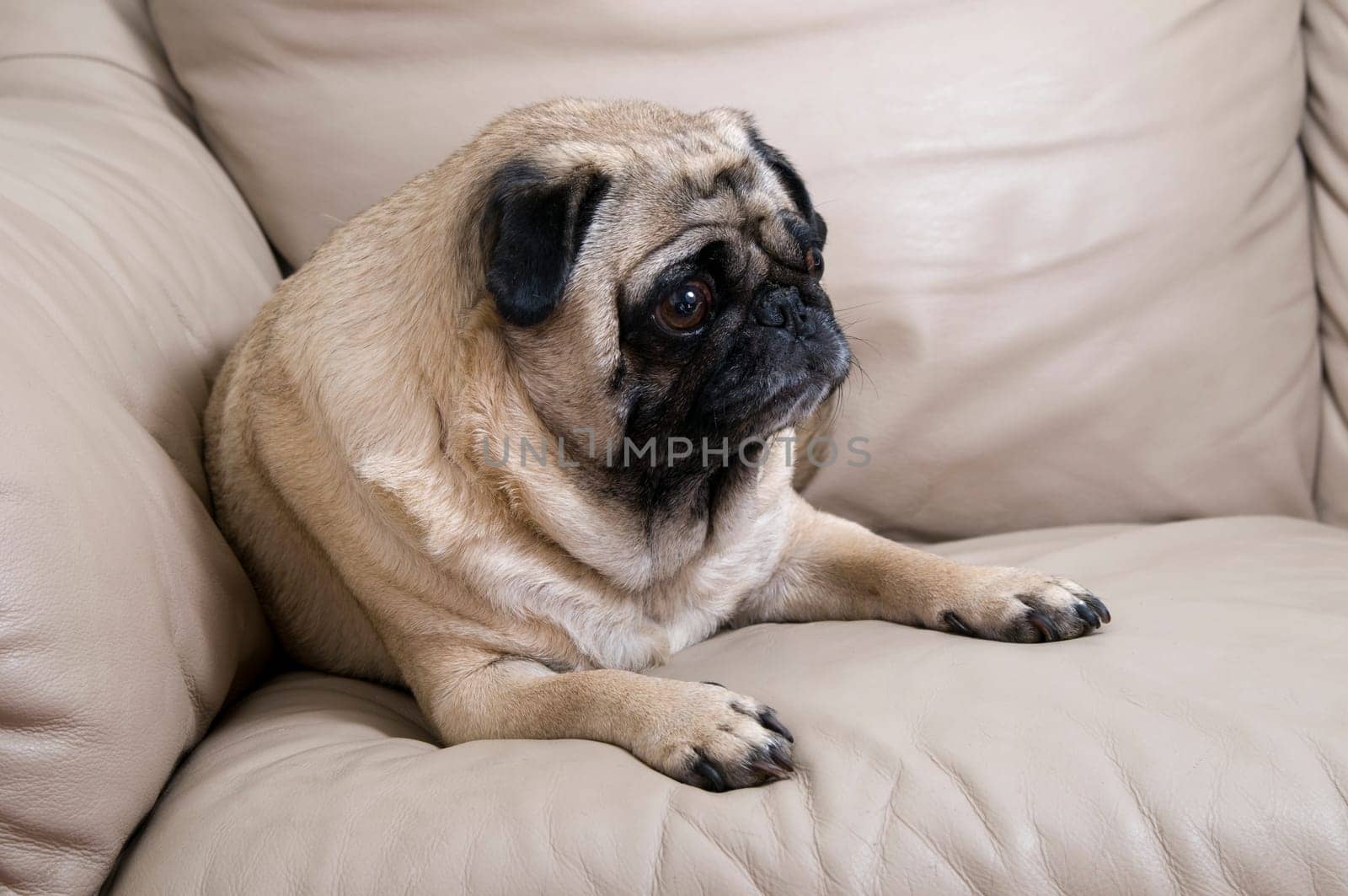 Pug Laying on Couch