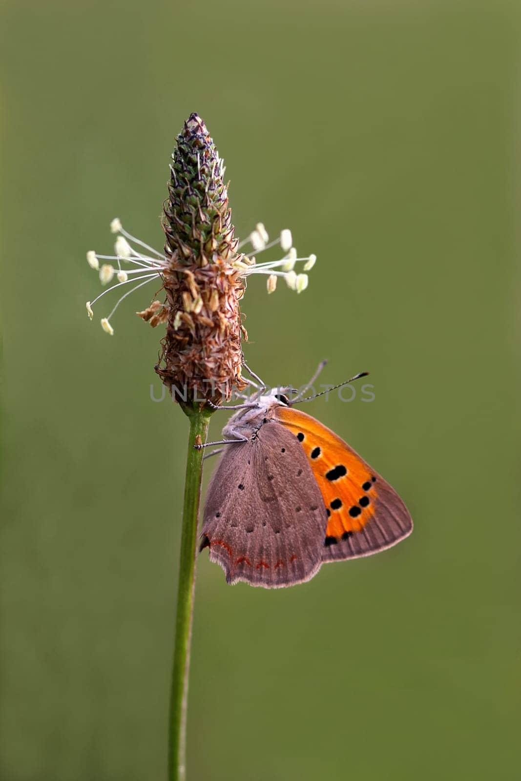 Lesser Fire Butterfly [Lycaena phlaeas]