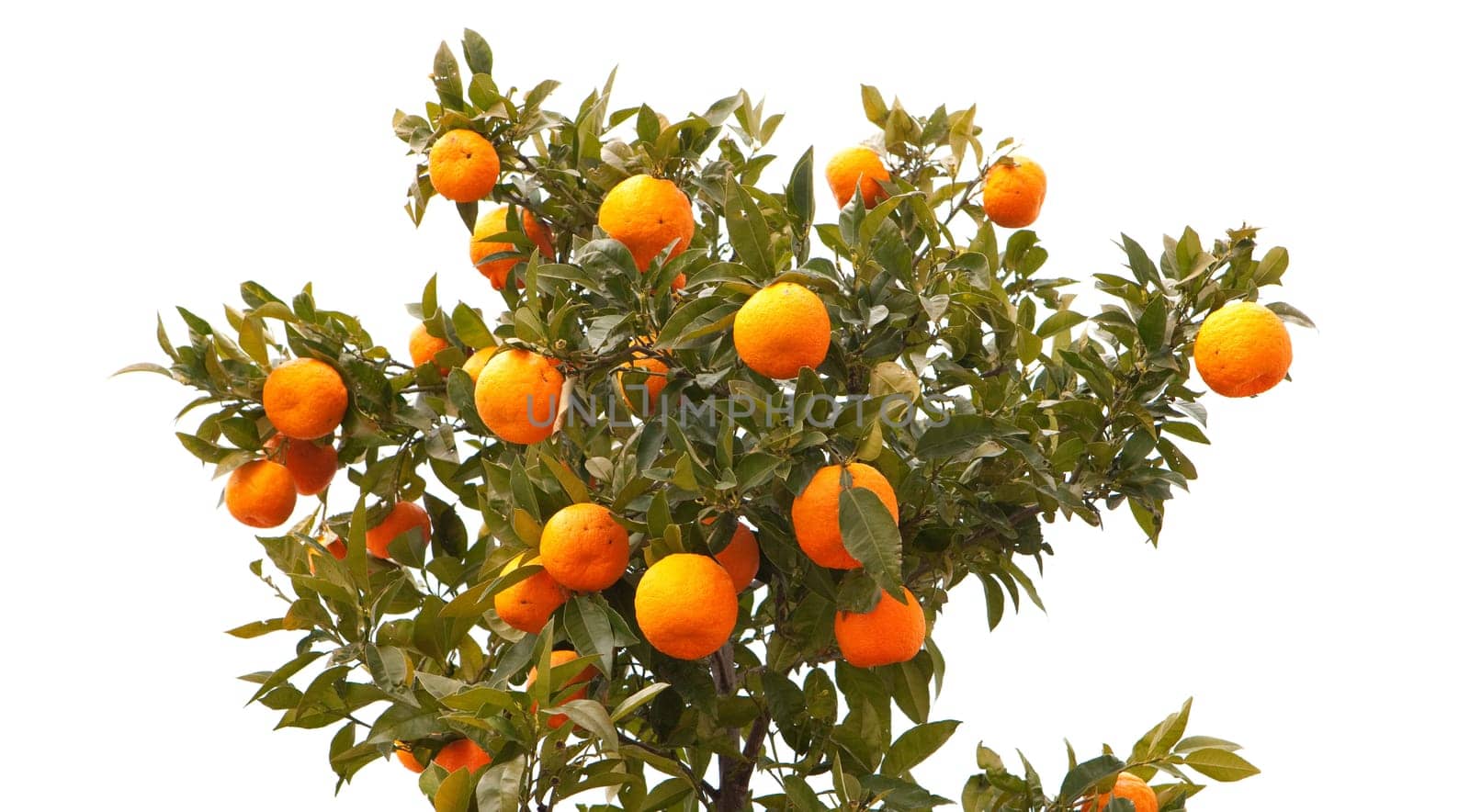Beautiful tree filled with mandarin fruit isolated on white background