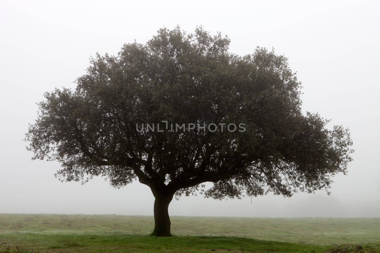 Large lone tree surrounded by fog