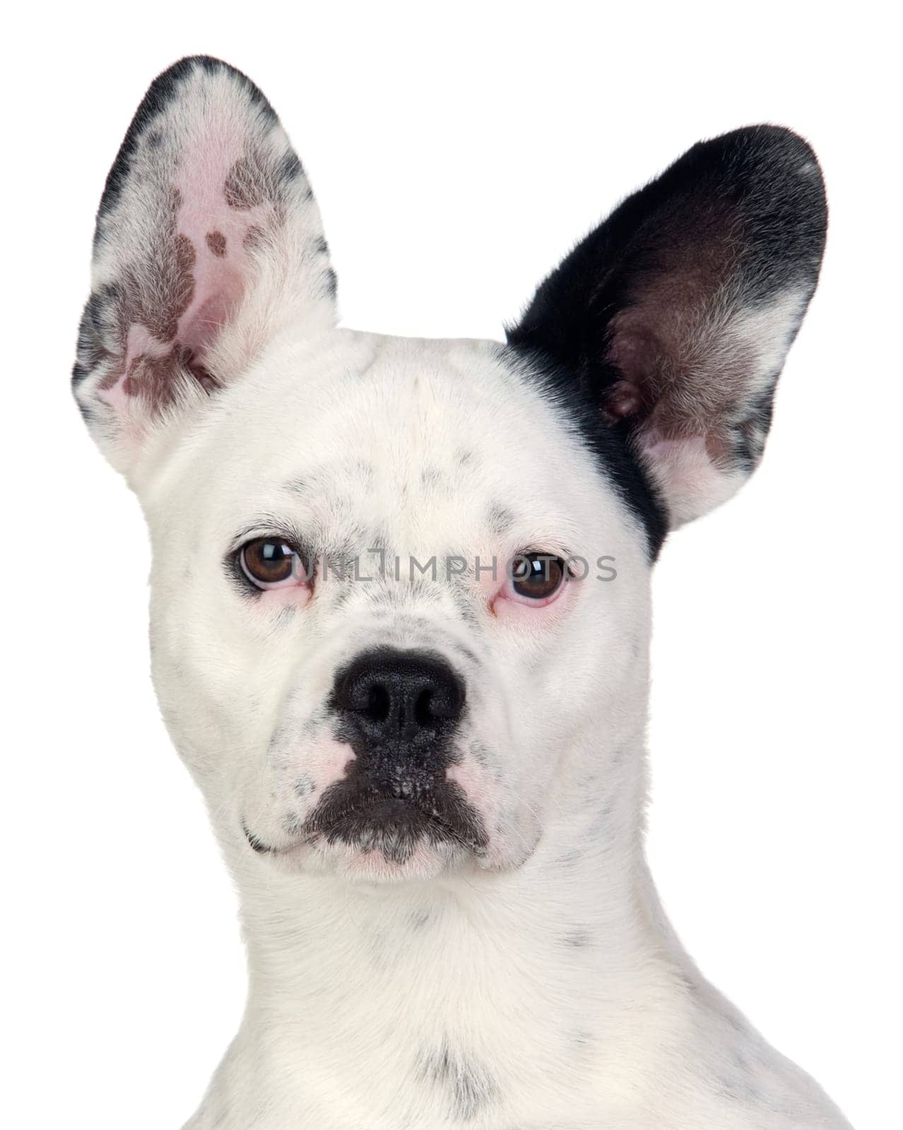 Funny dog black and white with big ears isolated