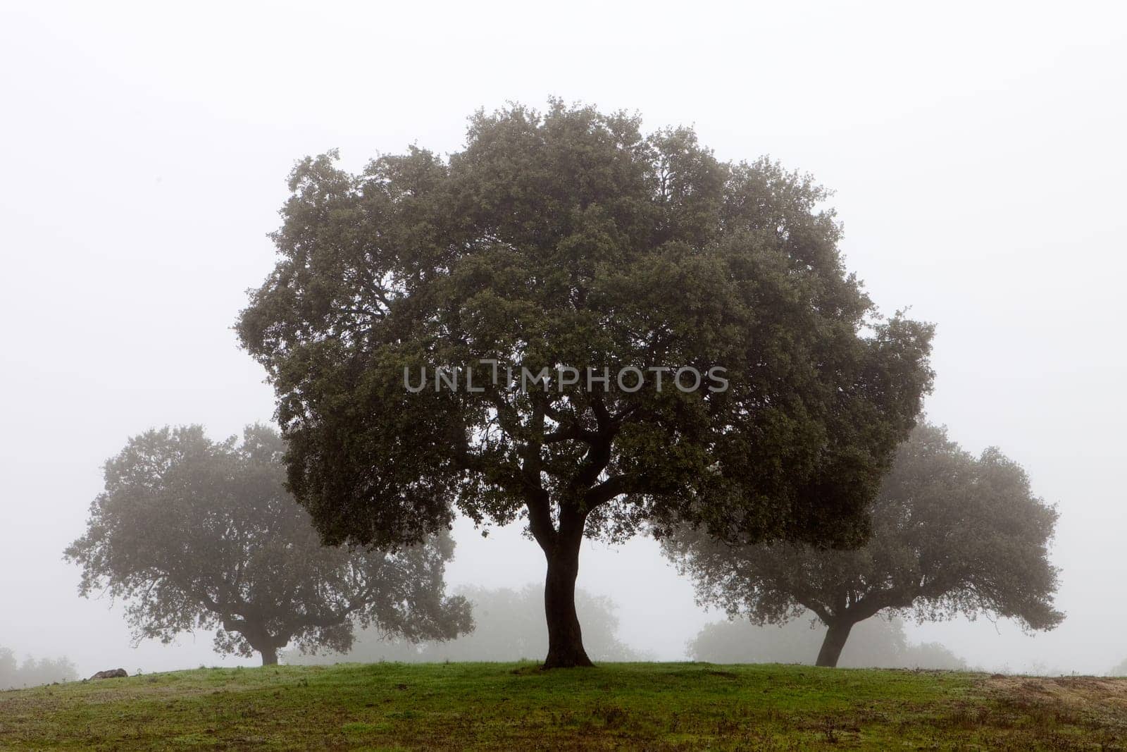Many trees surrounded by fog