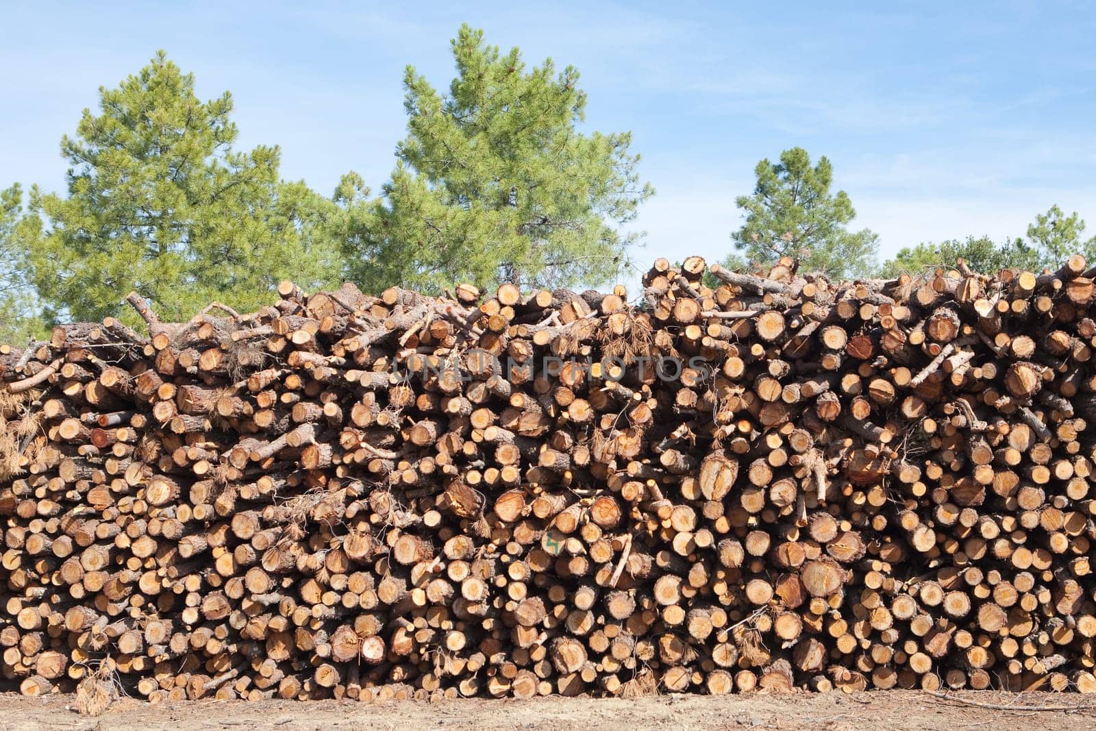Pine firewood stacked in a pine forest