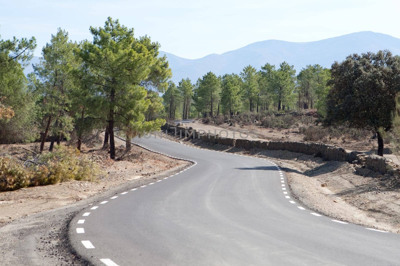 Lonely road in the middle of a pine forest on the mountain