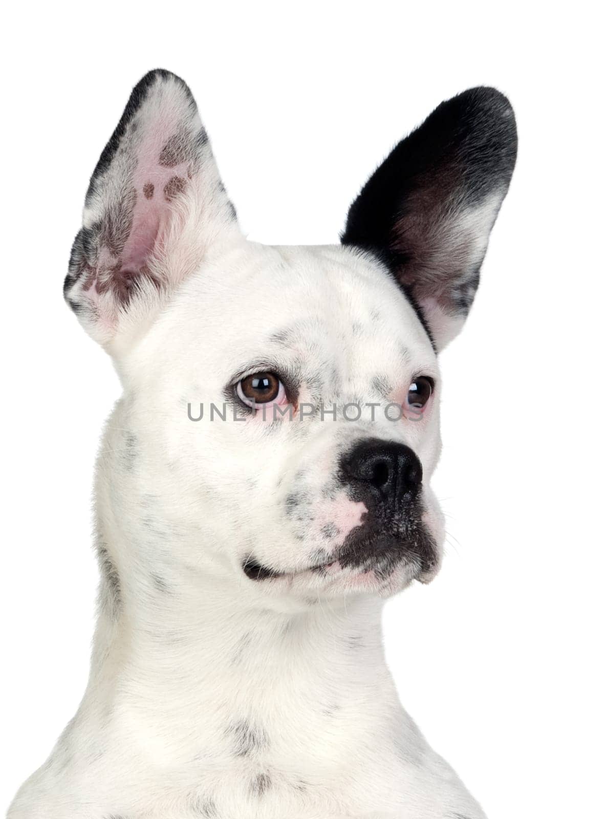 Funny dog black and white with big ears isolated