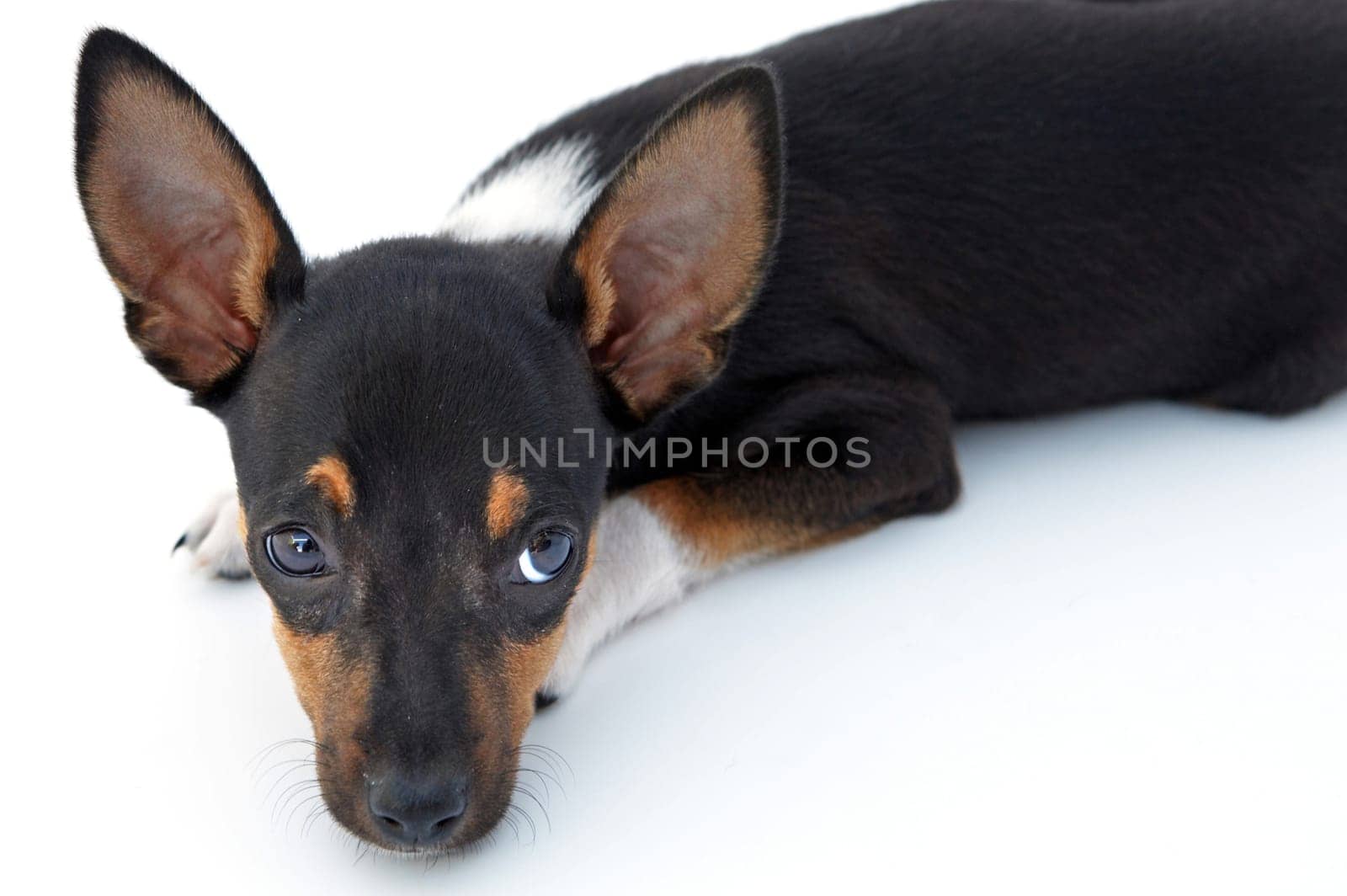 Adorable sad dog on a over white background