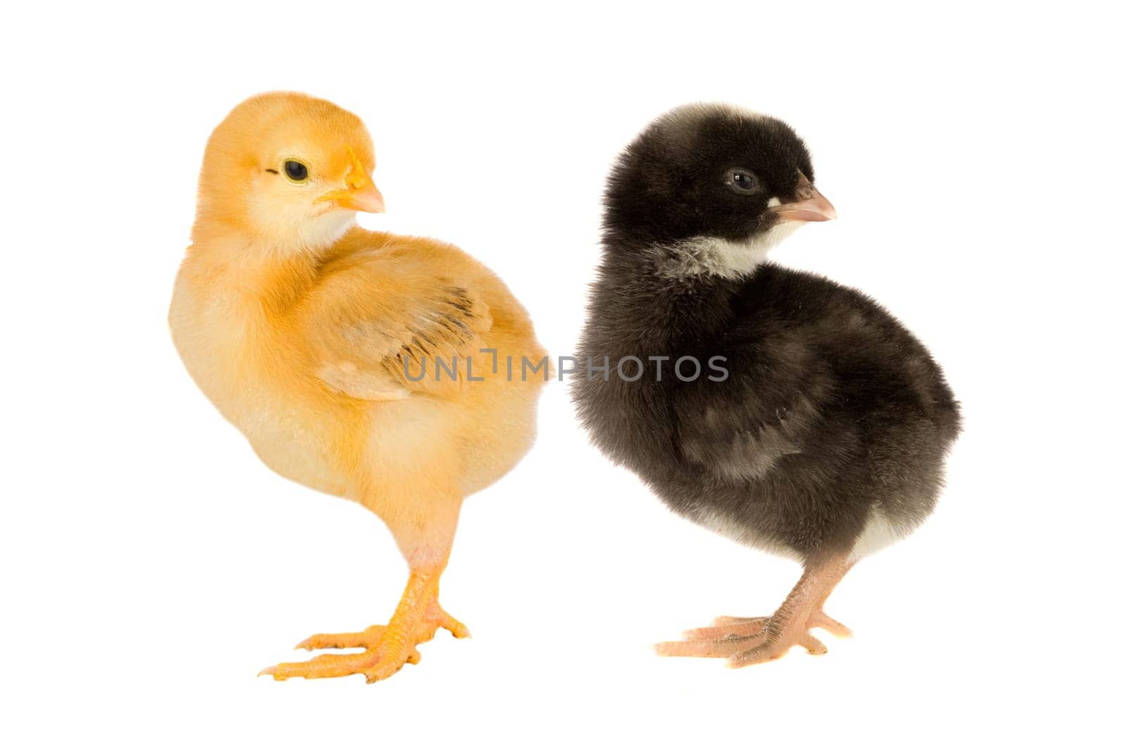 Two little chickens of different colors on a over white background