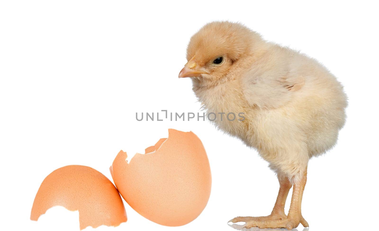 Little yellow chicken isolated with a egg on white background
